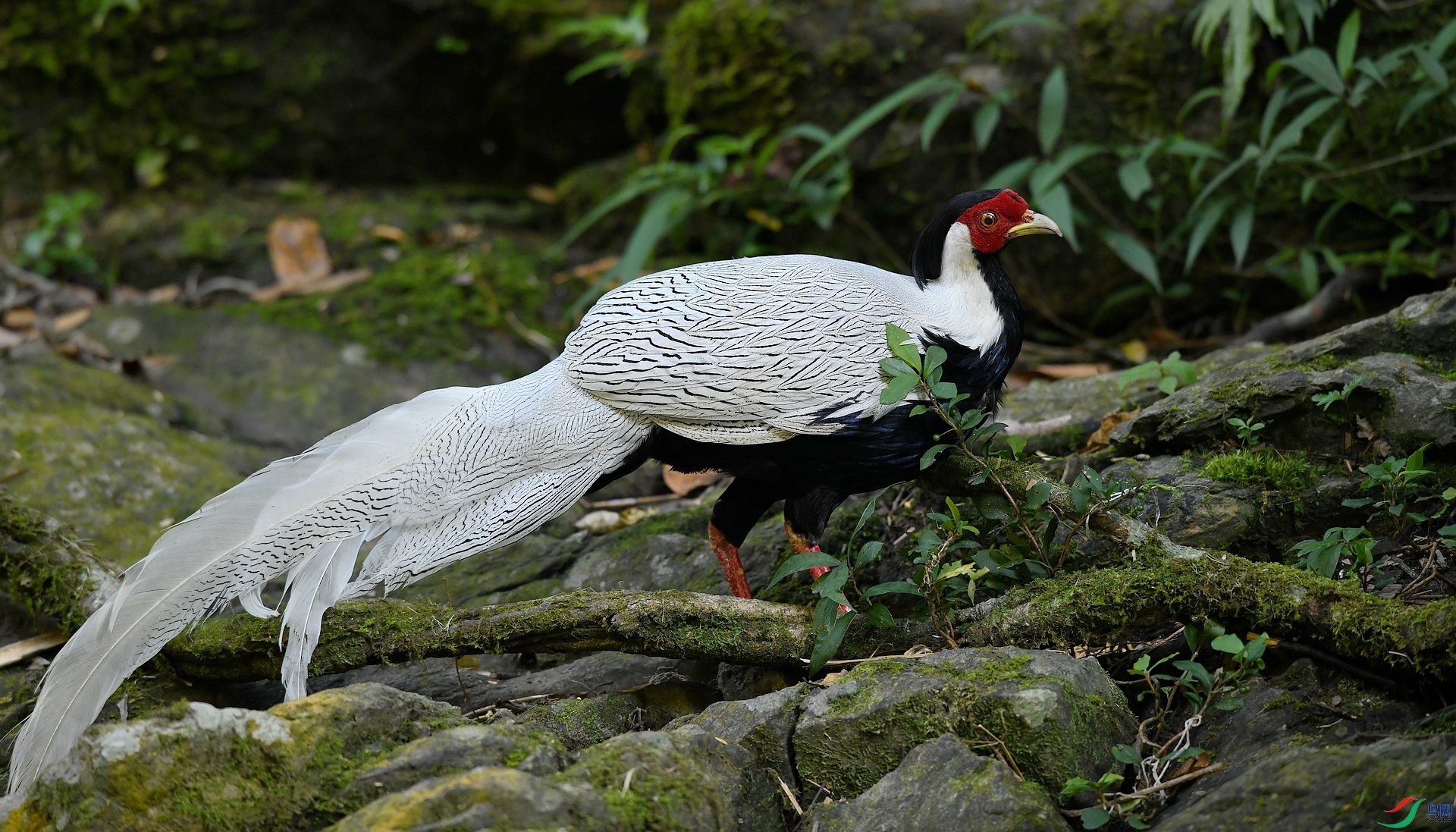 DSC_0931.jpg