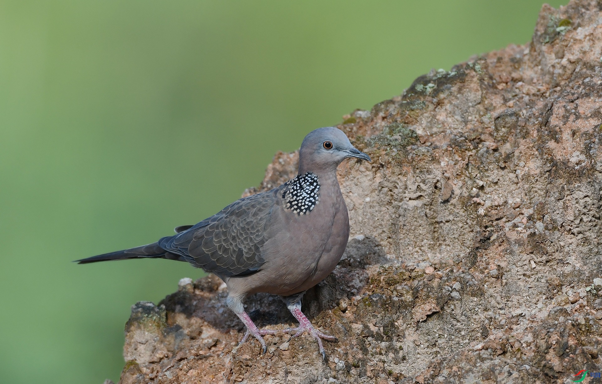 DSC_2046.jpg
