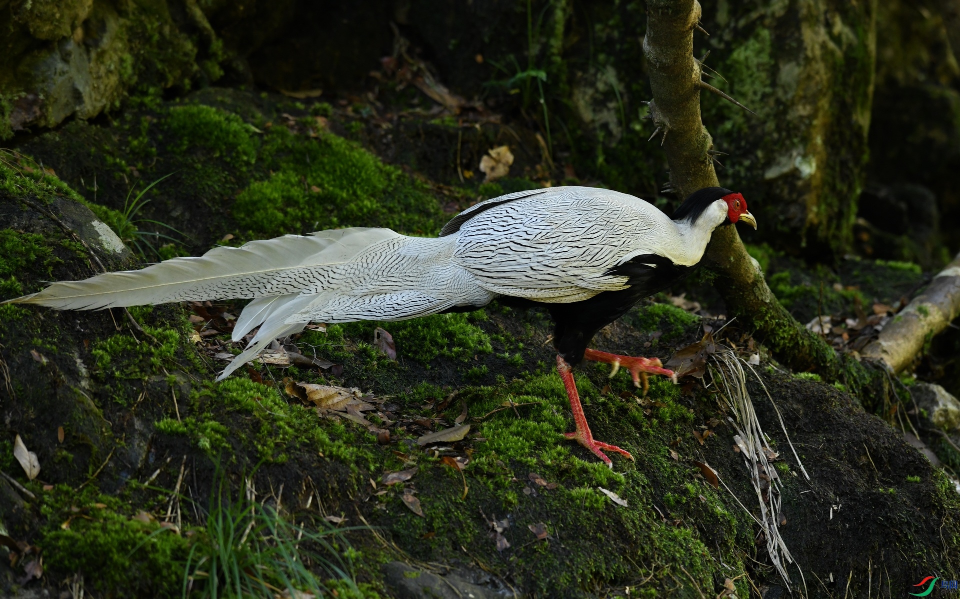 DSC_9857.jpg