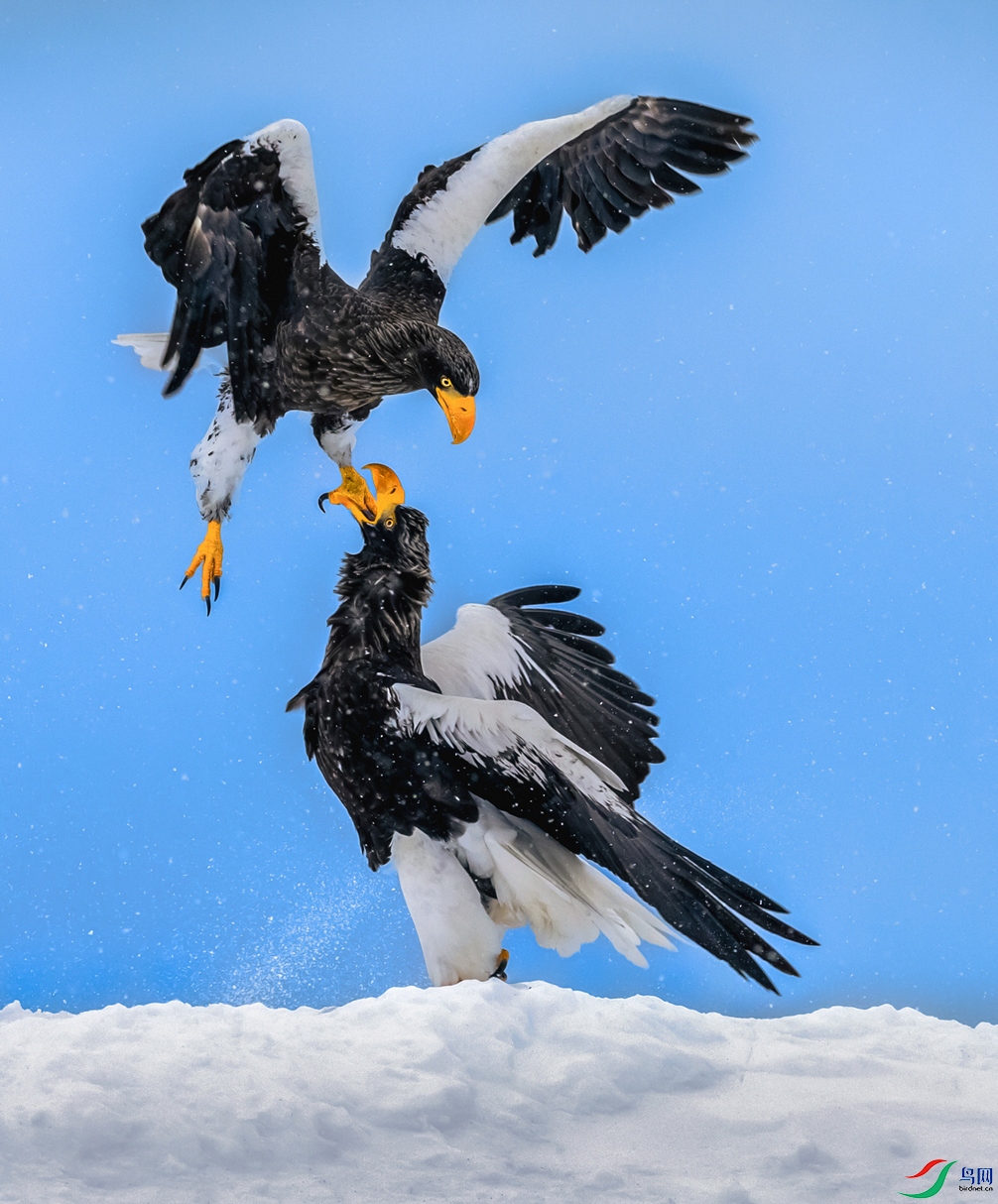 ��ͷ����-----����ӥצ����ͼ