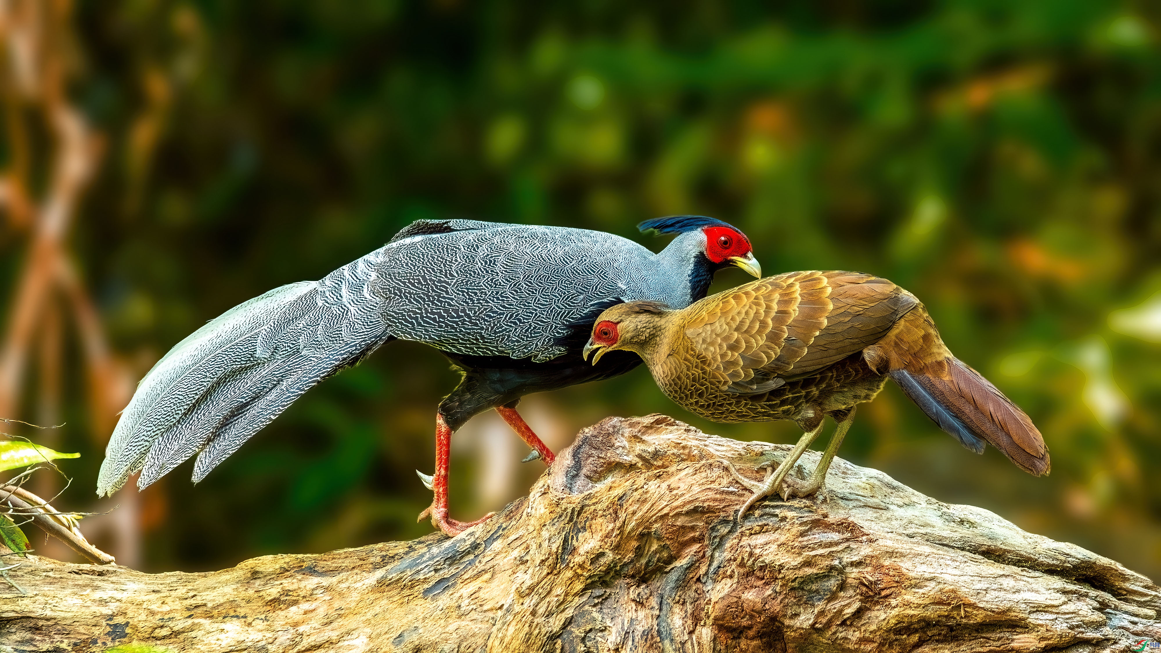 DSC_2710-����ǿ-NR.jpg