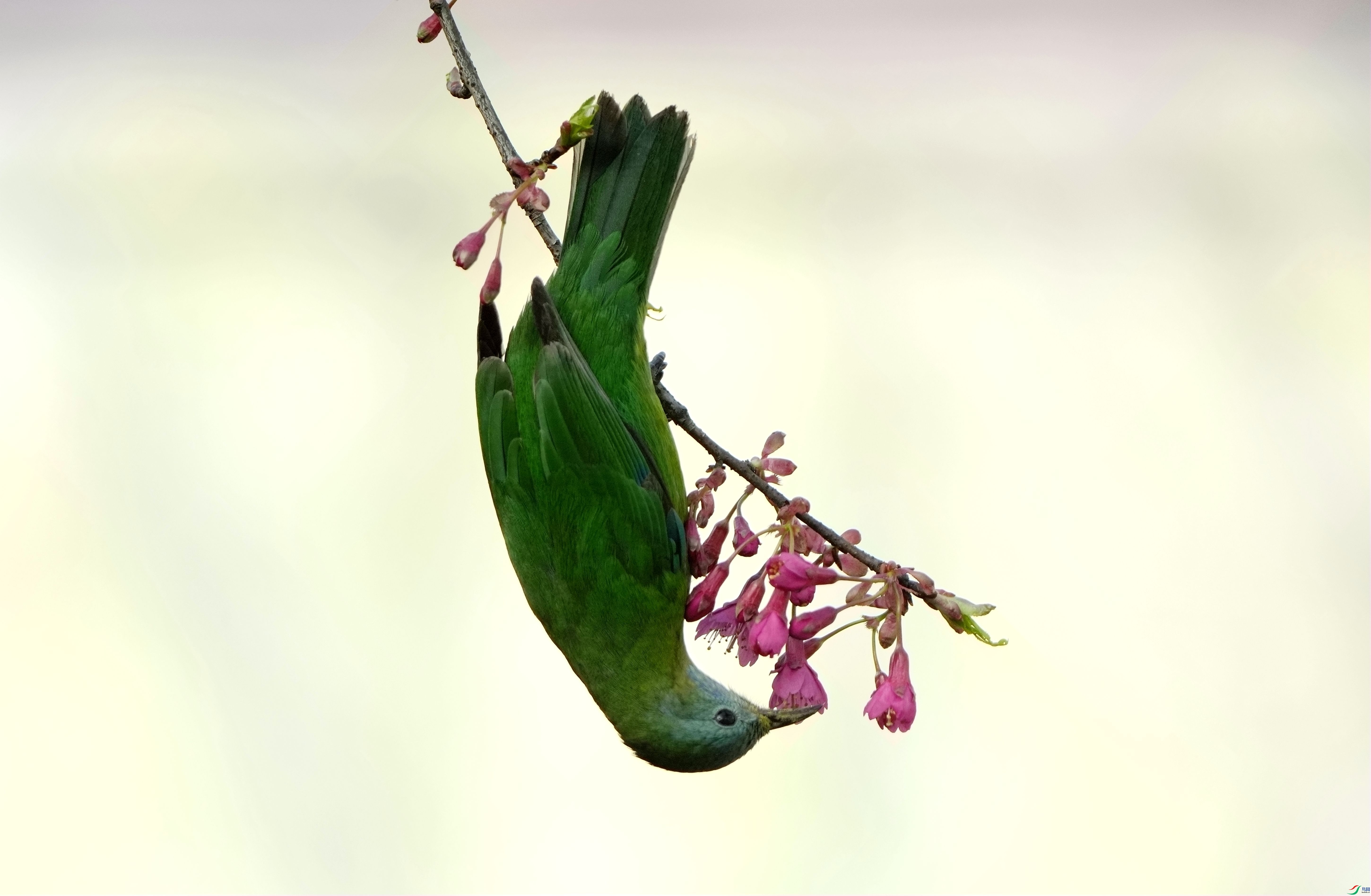 ���������۵ĳȸ�Ҷ��DSC05894_����.jpg
