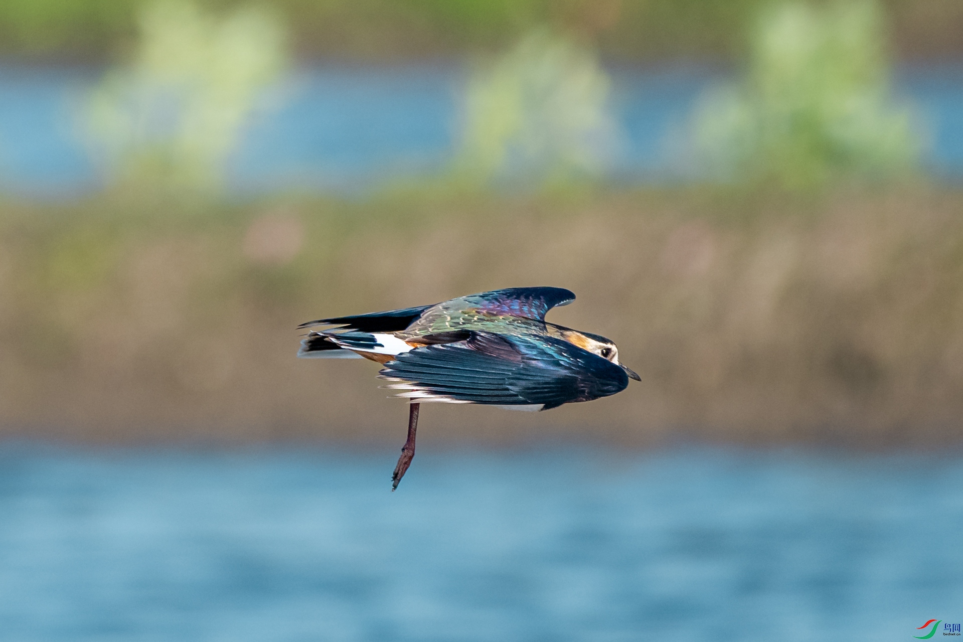 DSC_7563.jpg