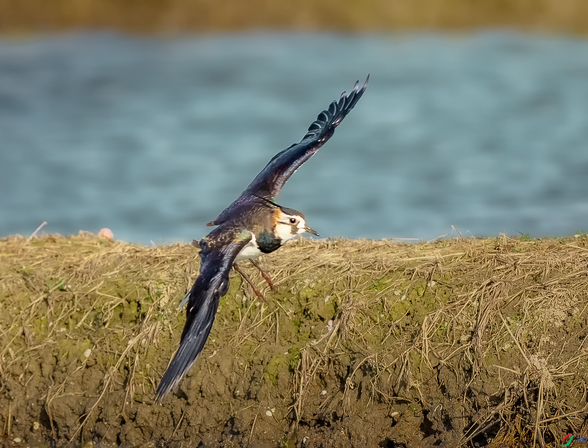 DSC_7571.jpg