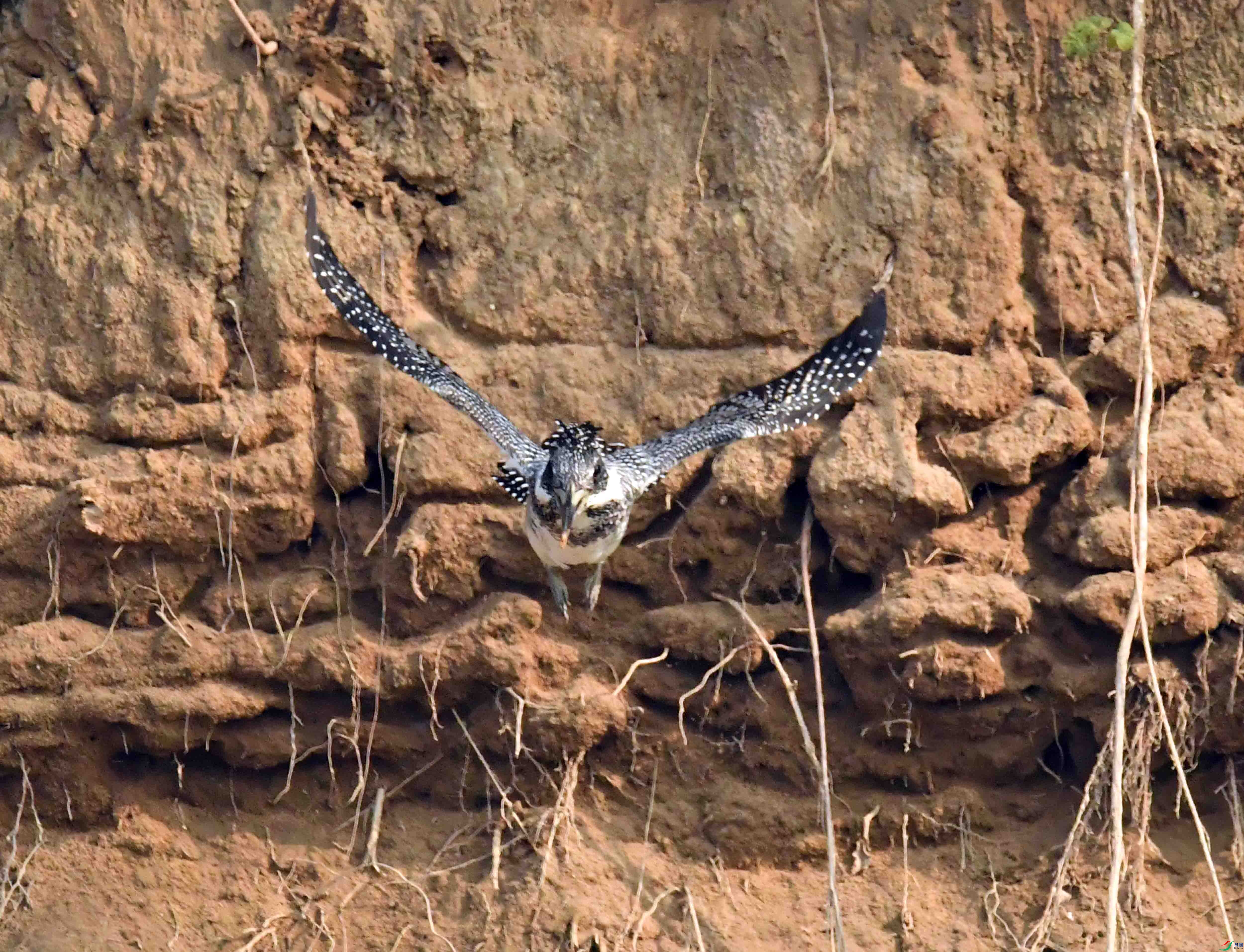 DSC_4608.JPG
