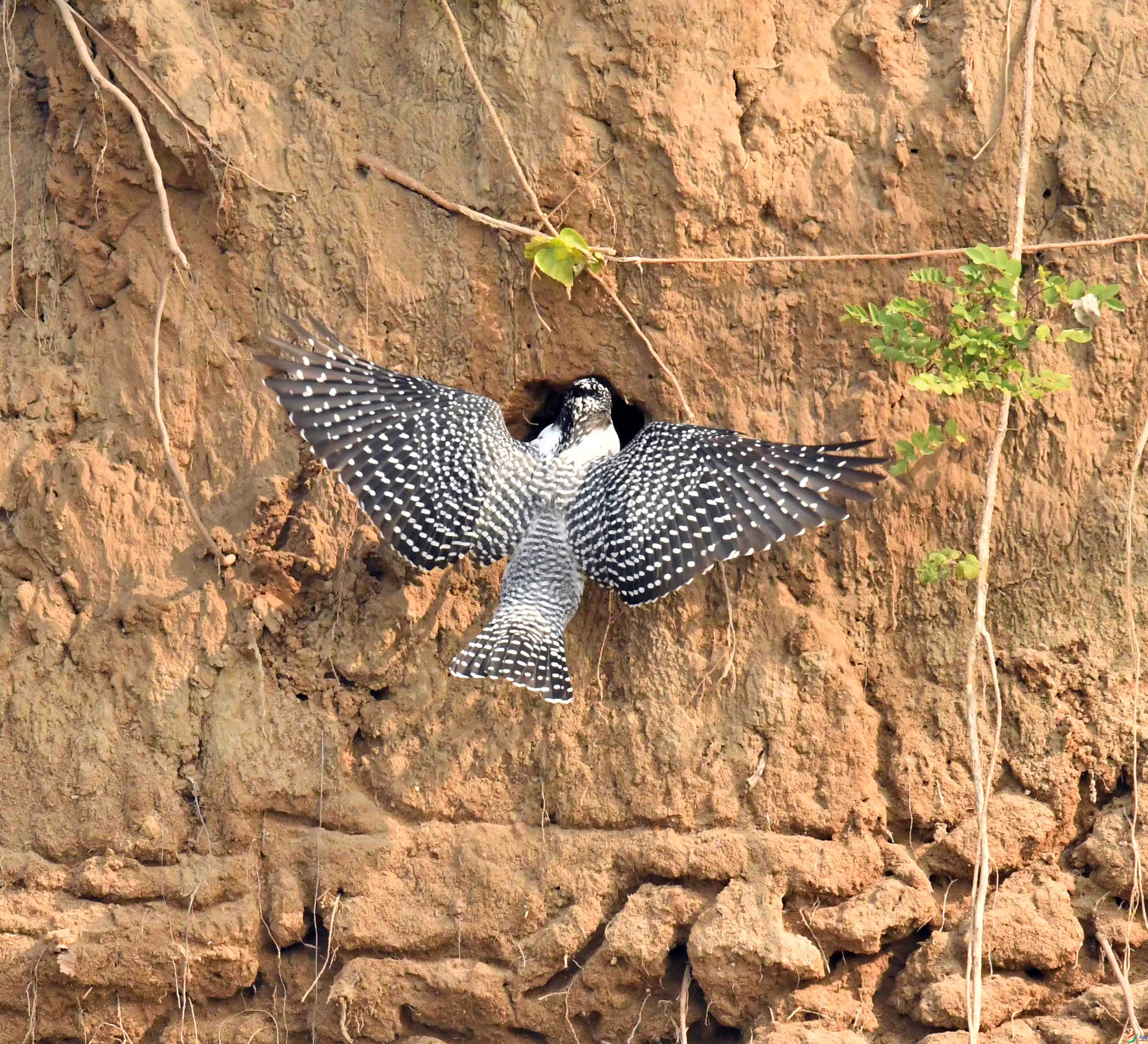 DSC_4625.JPG