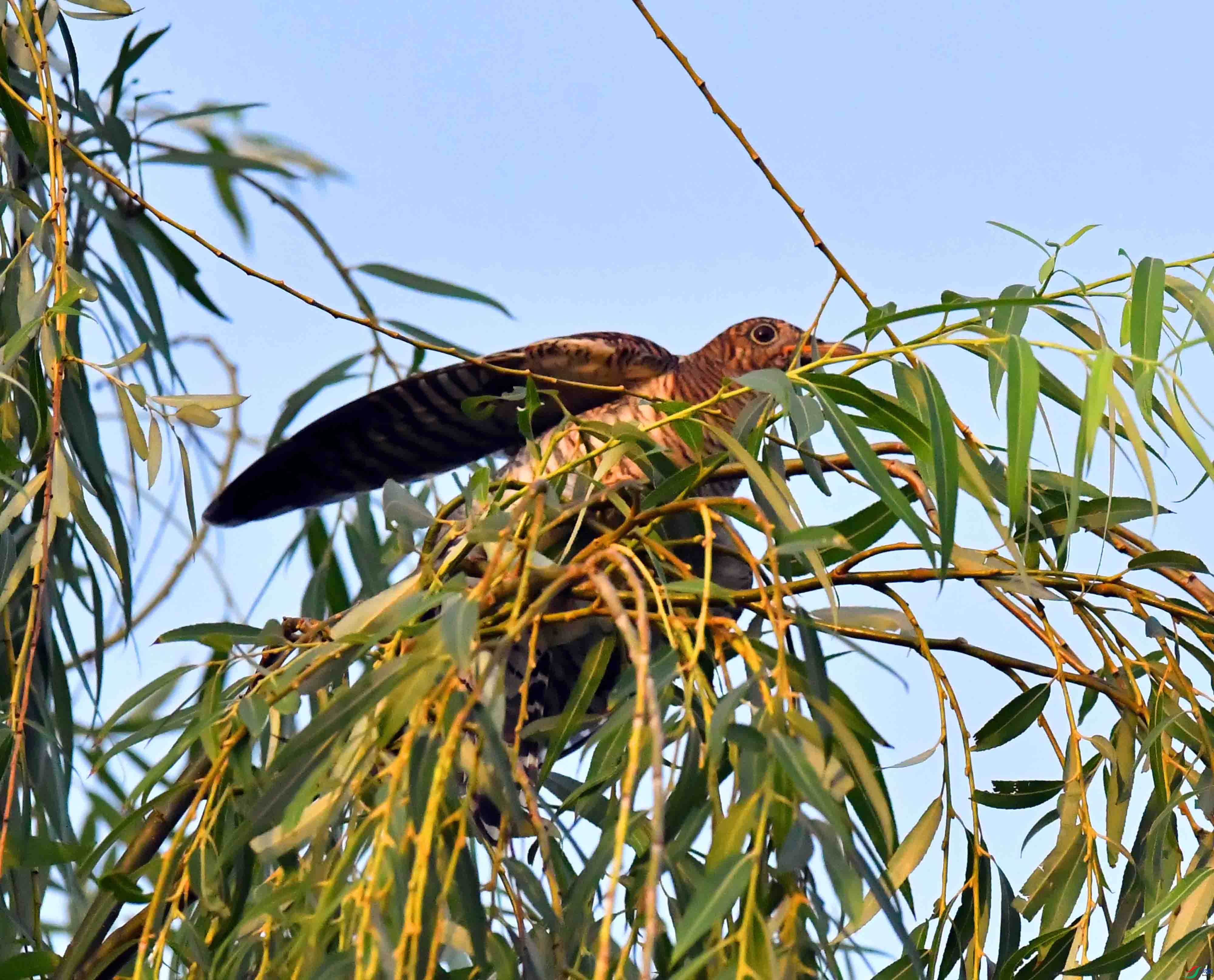 DSC_3710.JPG
