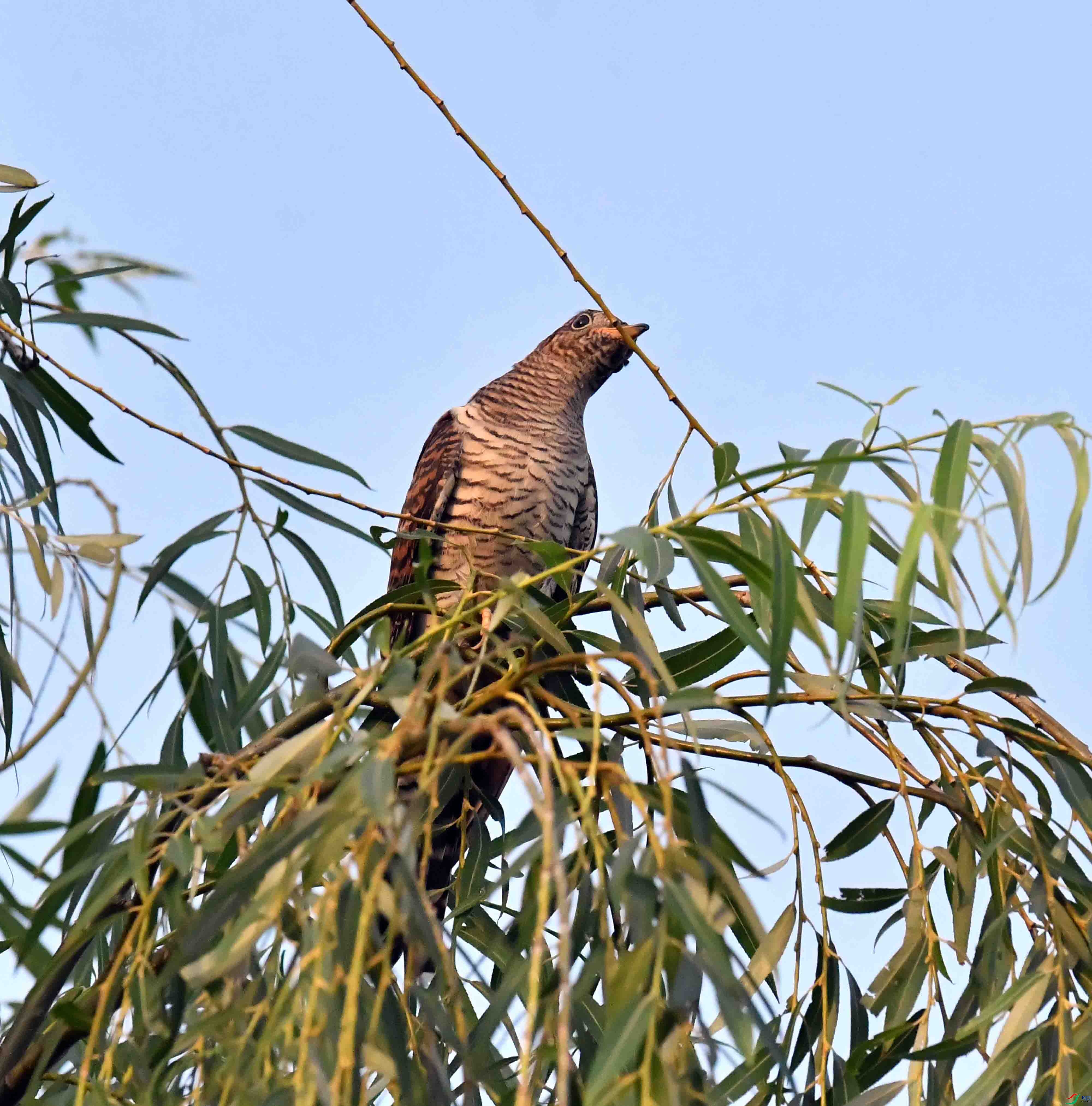 DSC_3717.JPG