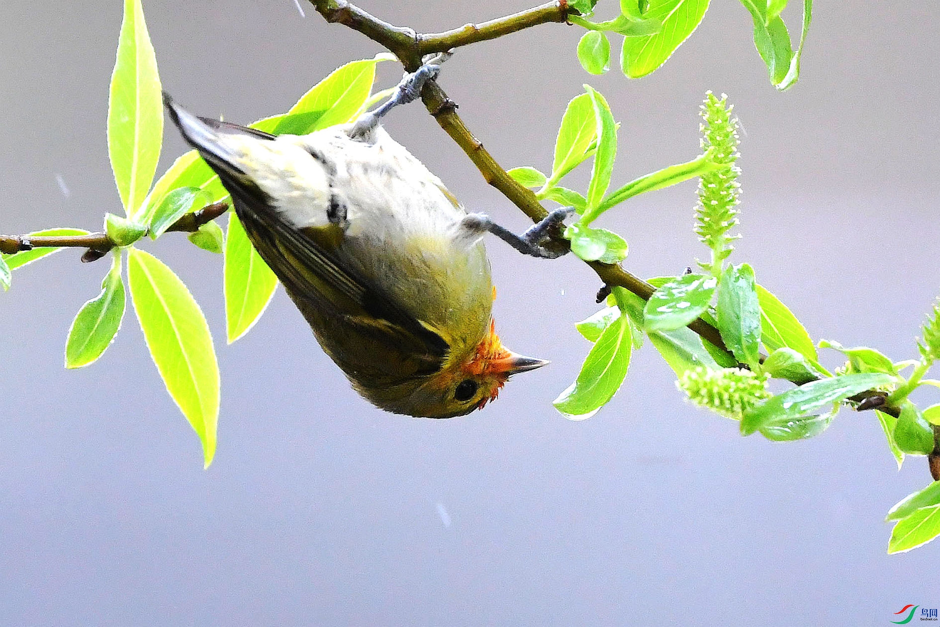 DSC_5552_����.jpg