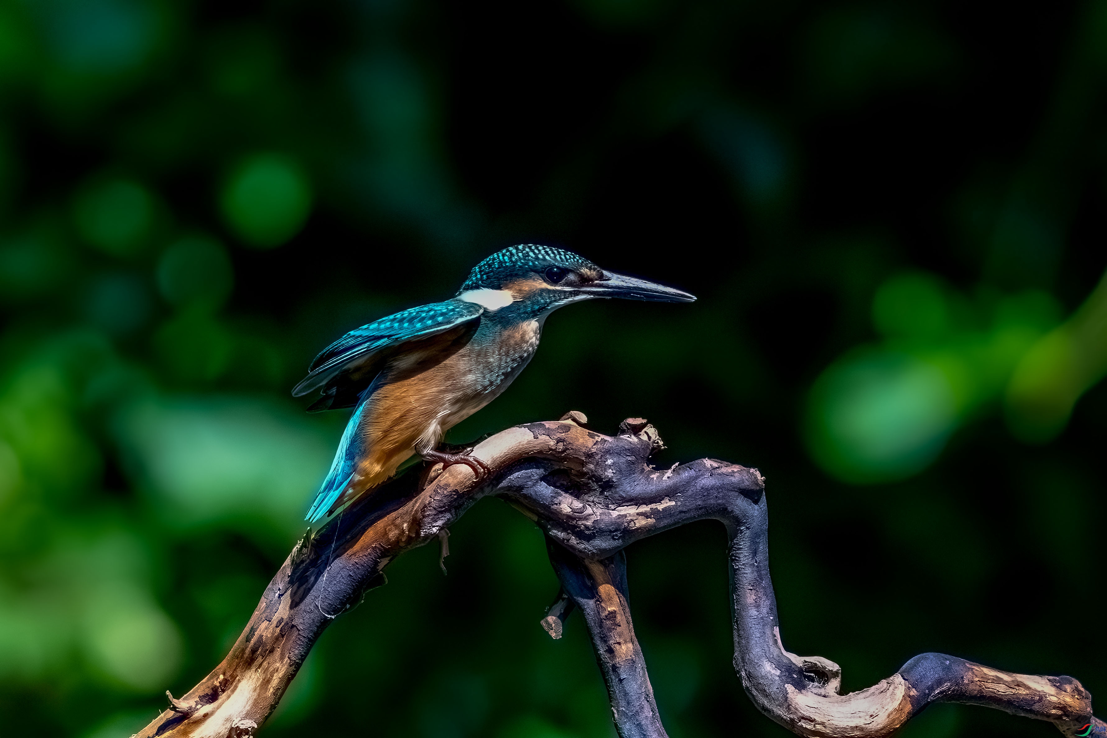 _DSC3696.jpg