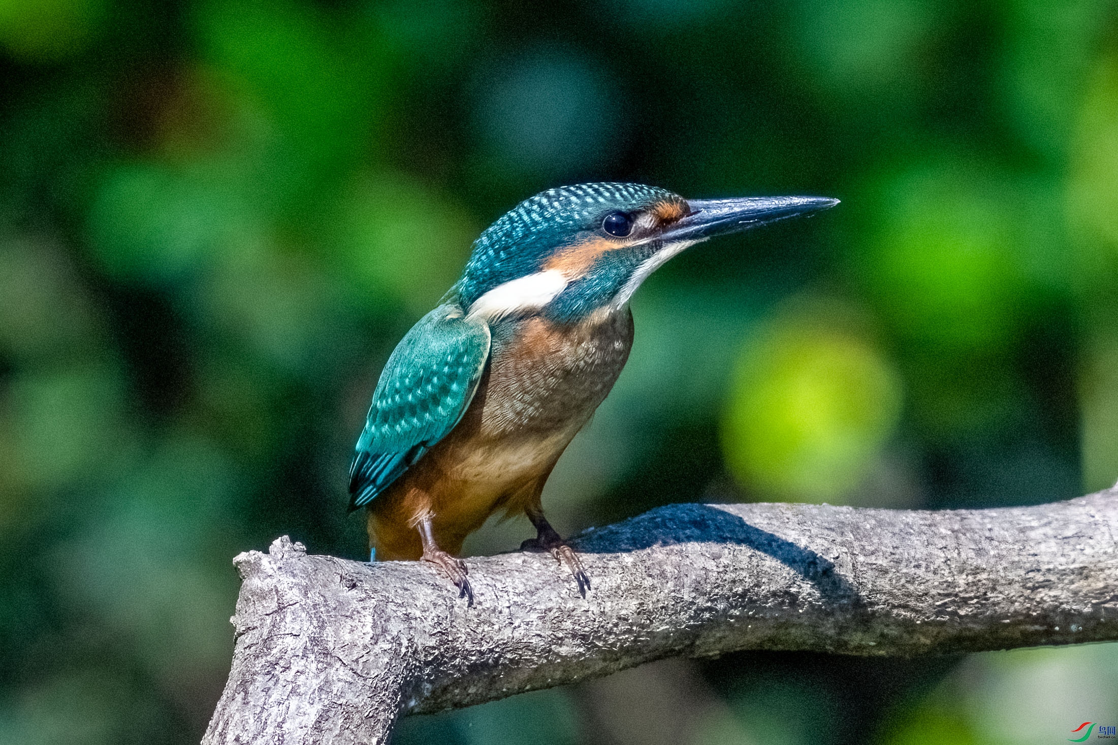 _DSC3680.jpg