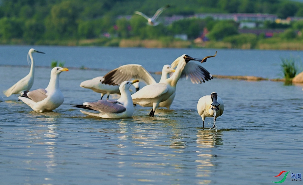 ��Ľ���ʺޡ�