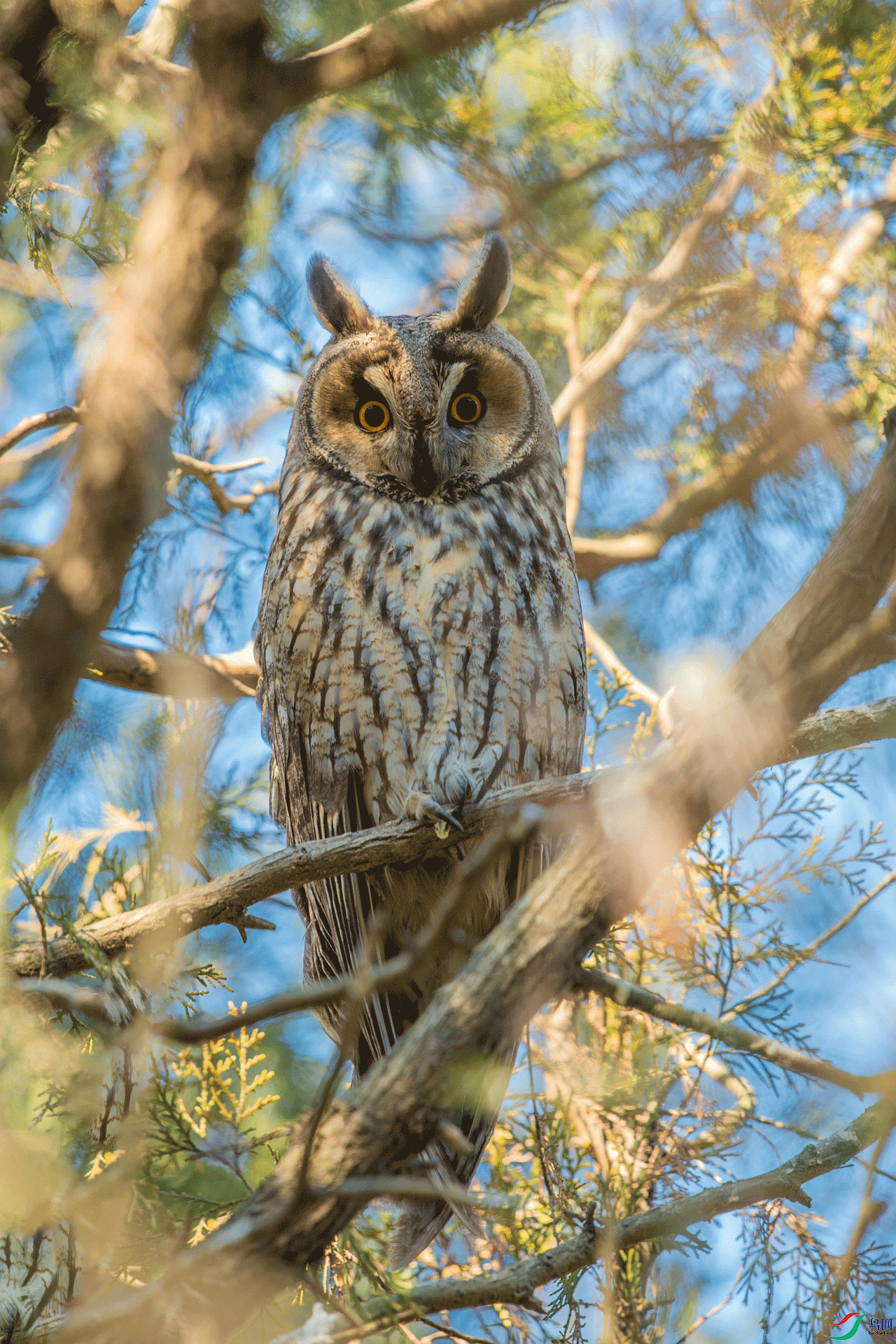 _DSC9514.gif