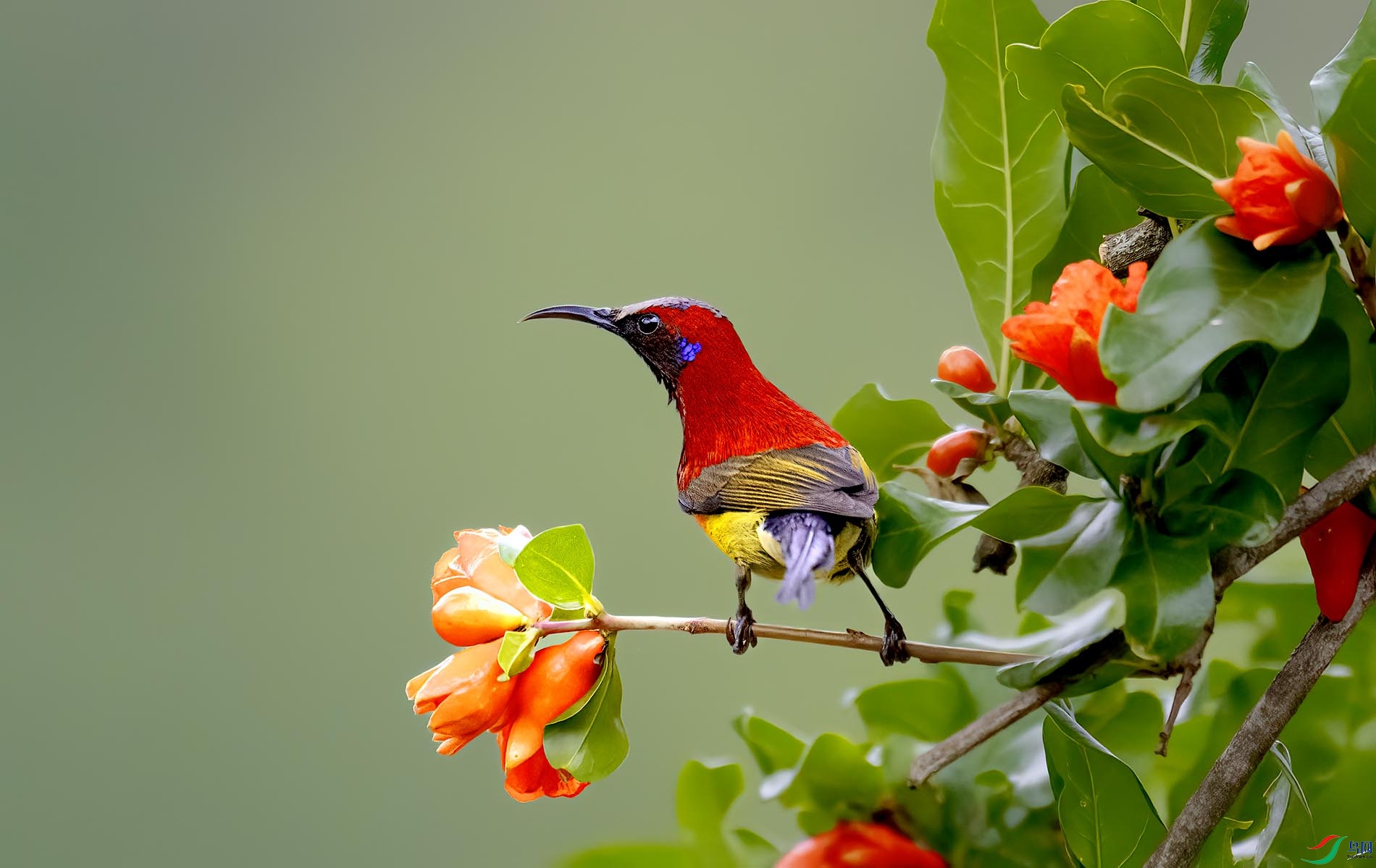 ����̫����