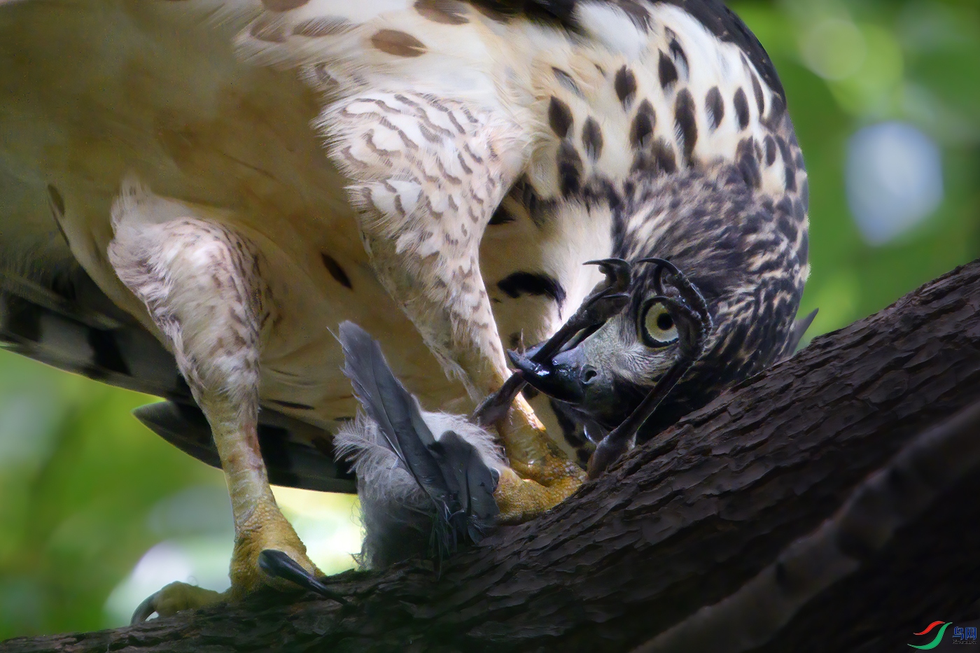 �С���צ��