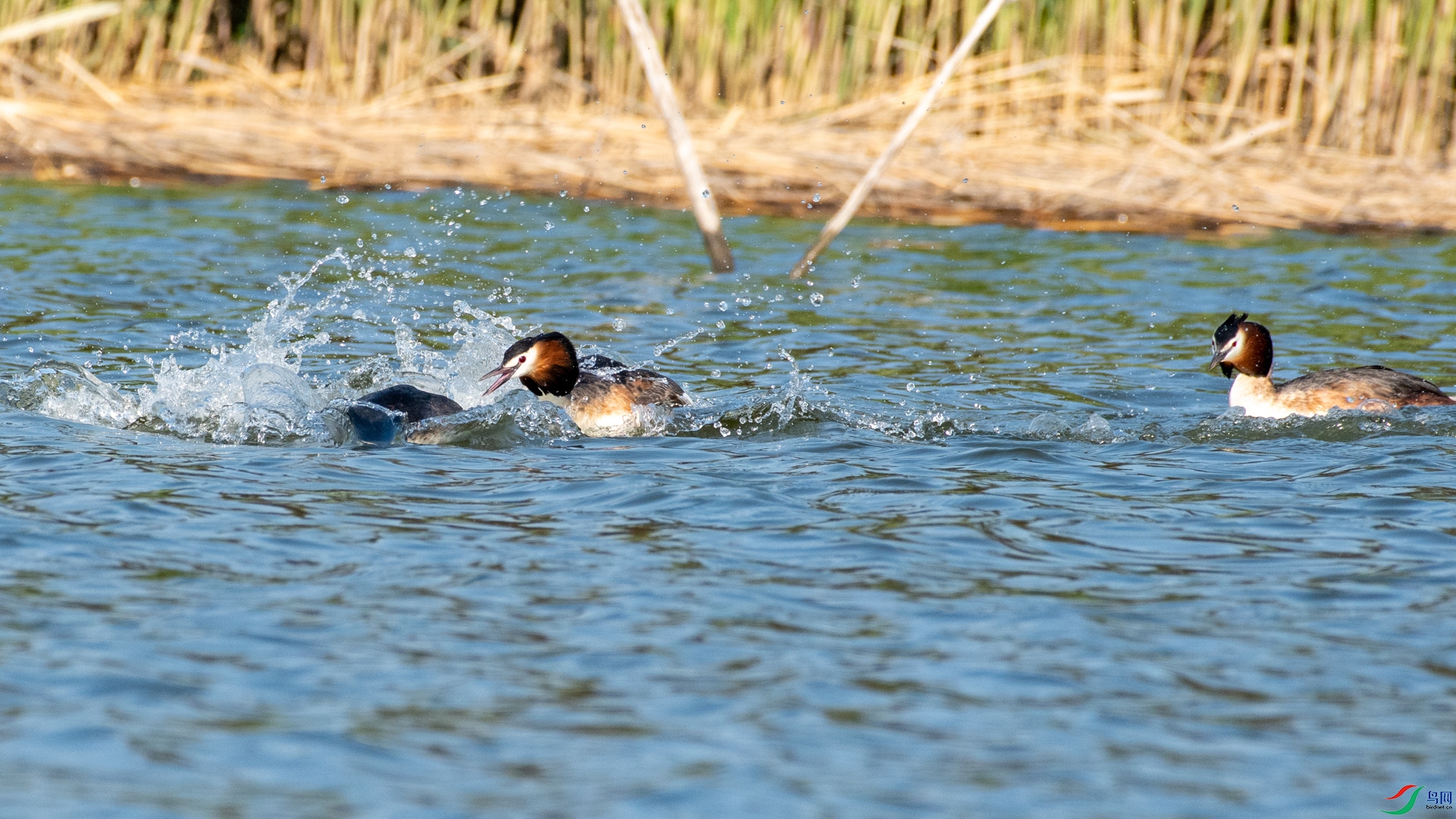 _DSC6900.jpg