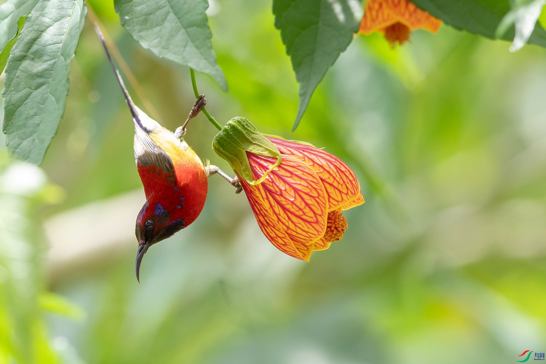 ����̫����