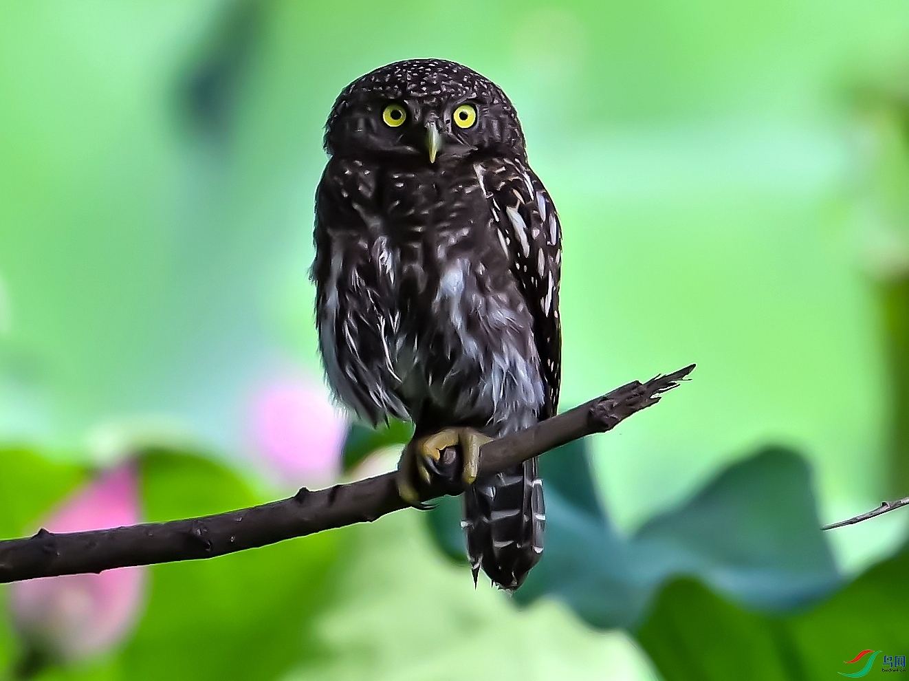 DSC_7909---_conew2.jpg