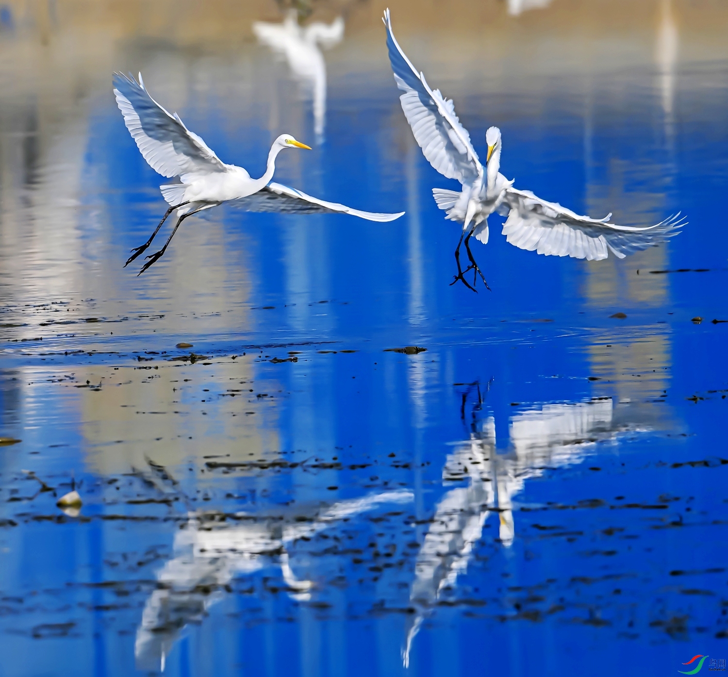 DSC_8431---_conew1.jpg