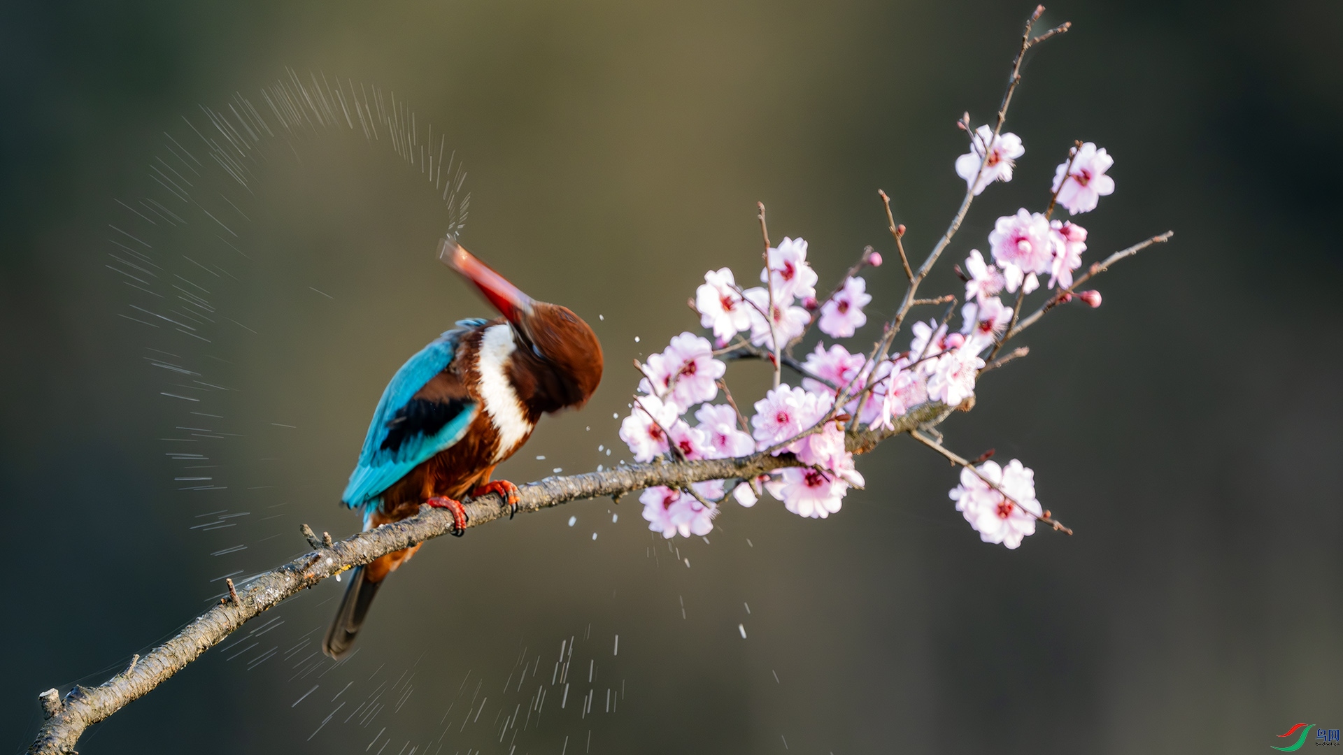 DSC_2340-����ǿ-NR ����.jpg