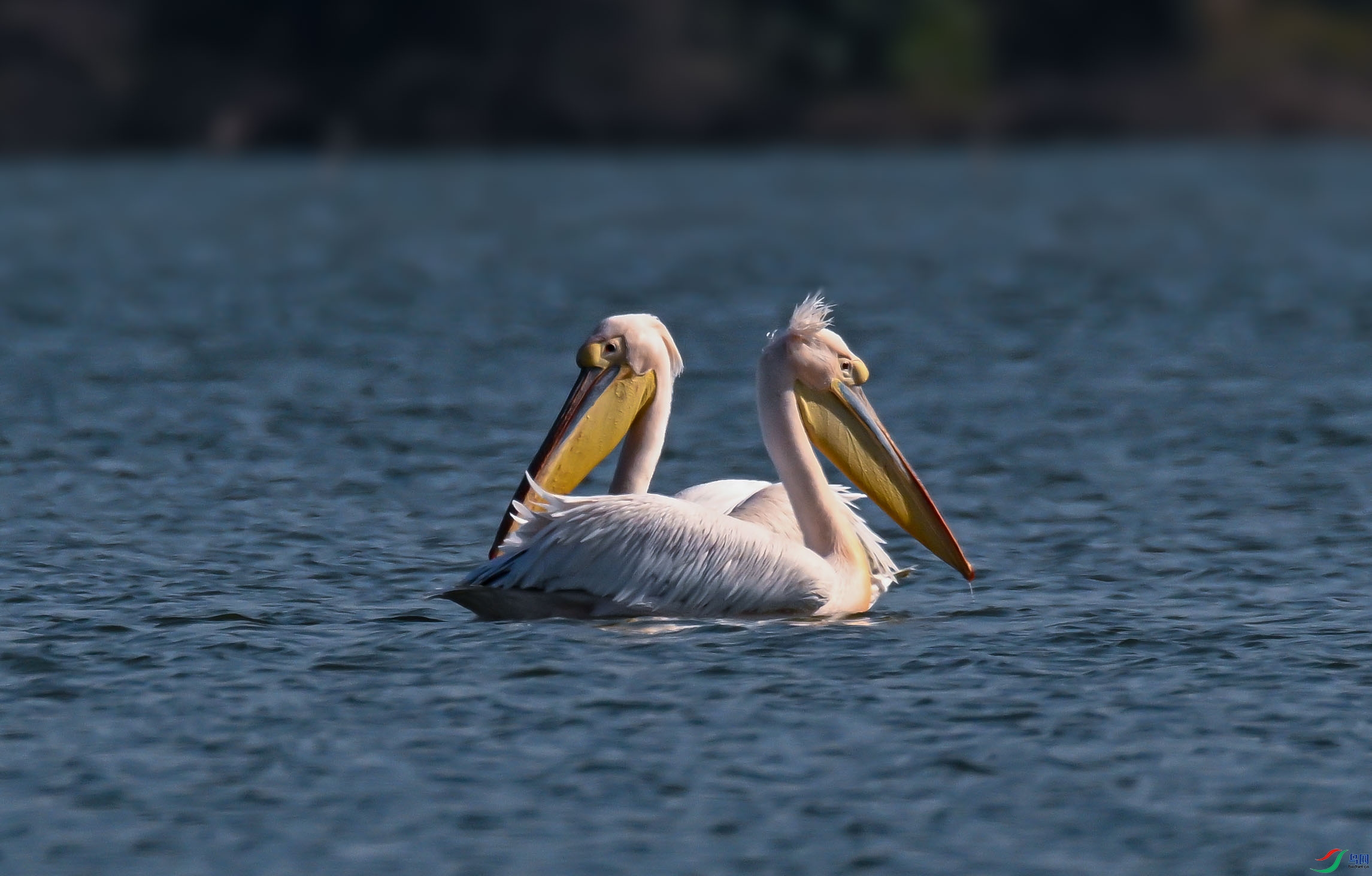 DSC_7060_1.jpg