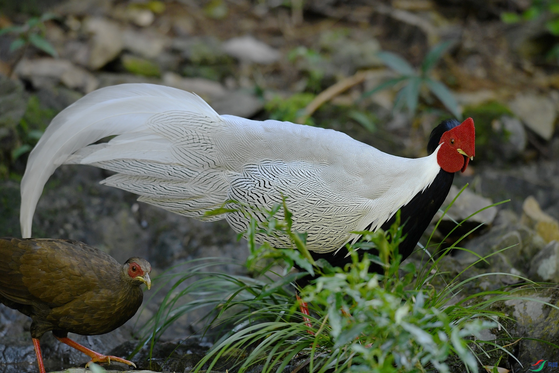 DSC_0541.jpg