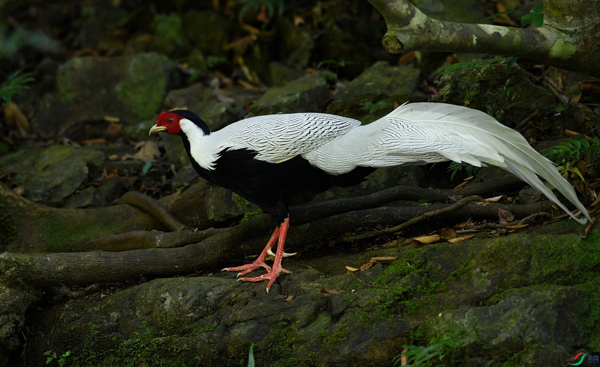 DSC_0250.jpg