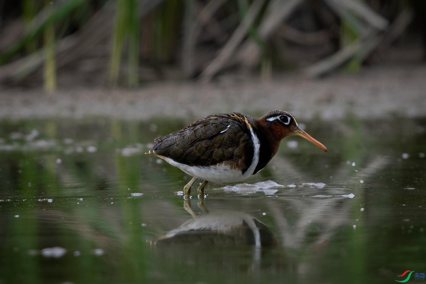 _31A0811-����ǿ-NR ����.jpg