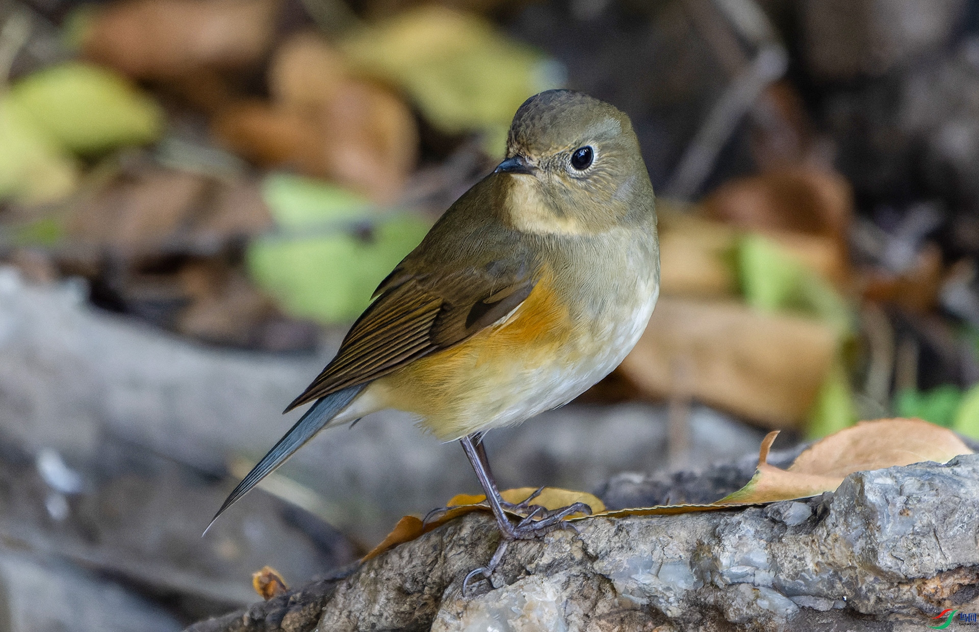 DSC00661-ARW_DxO_DeepPRIME ����.jpg