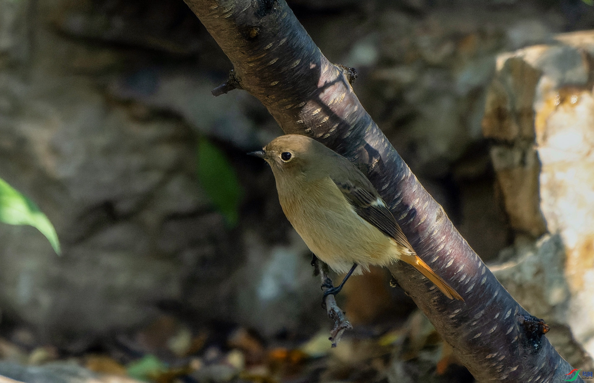 DSC00841-ARW_DxO_DeepPRIME ����.jpg