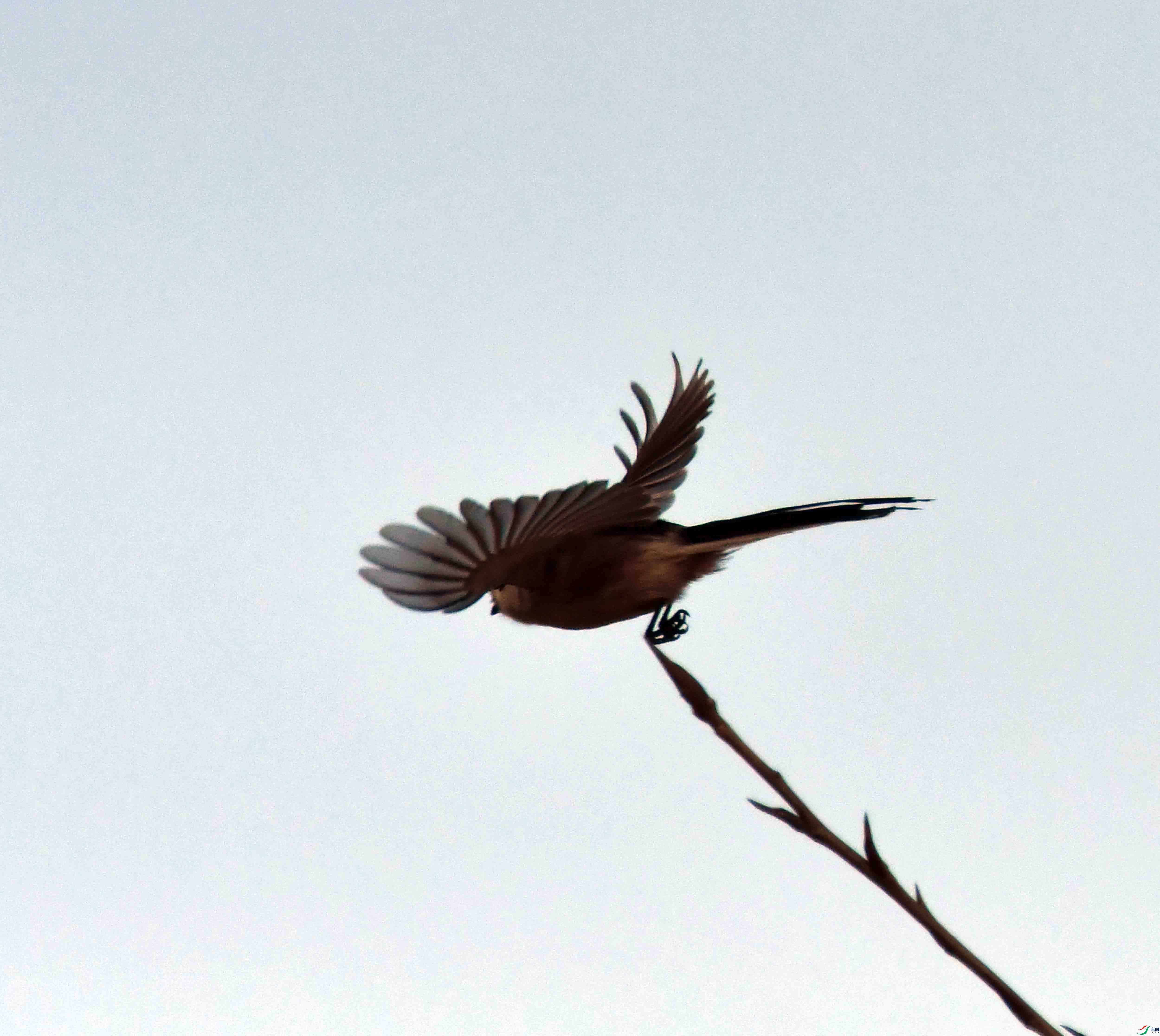 DSC_1002.JPG