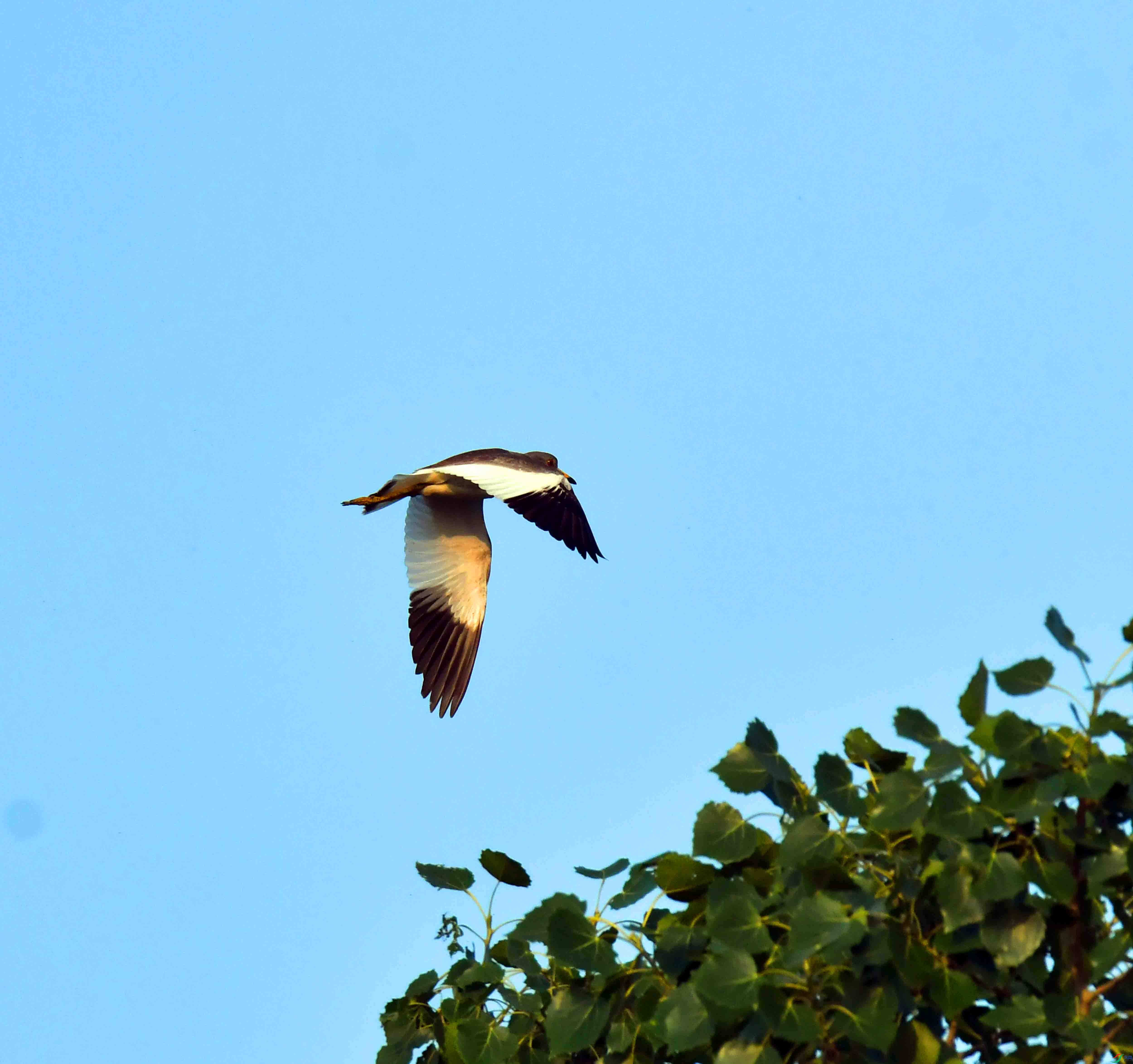 DSC_0682.JPG