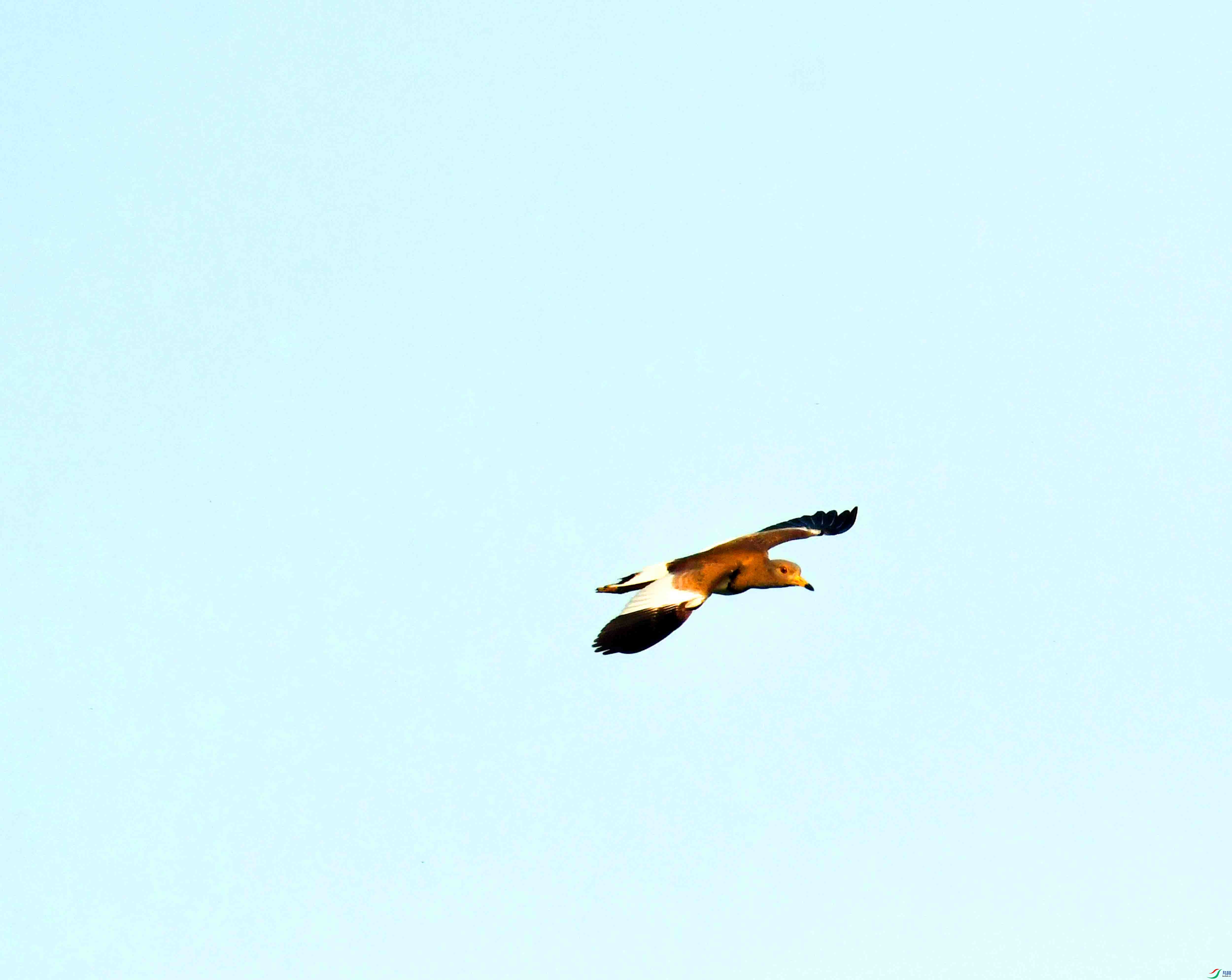 DSC_0690.JPG