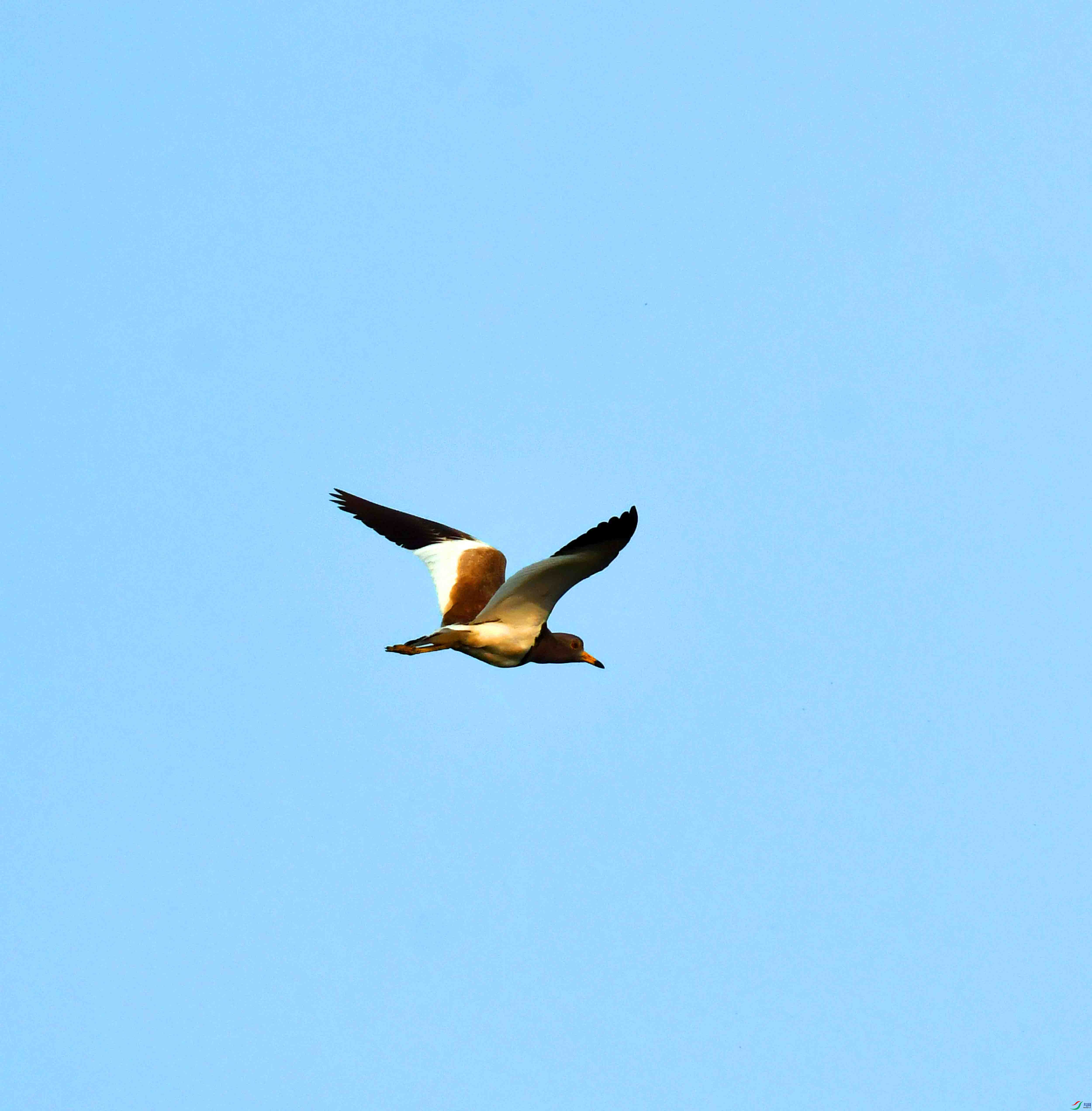 DSC_0685.JPG