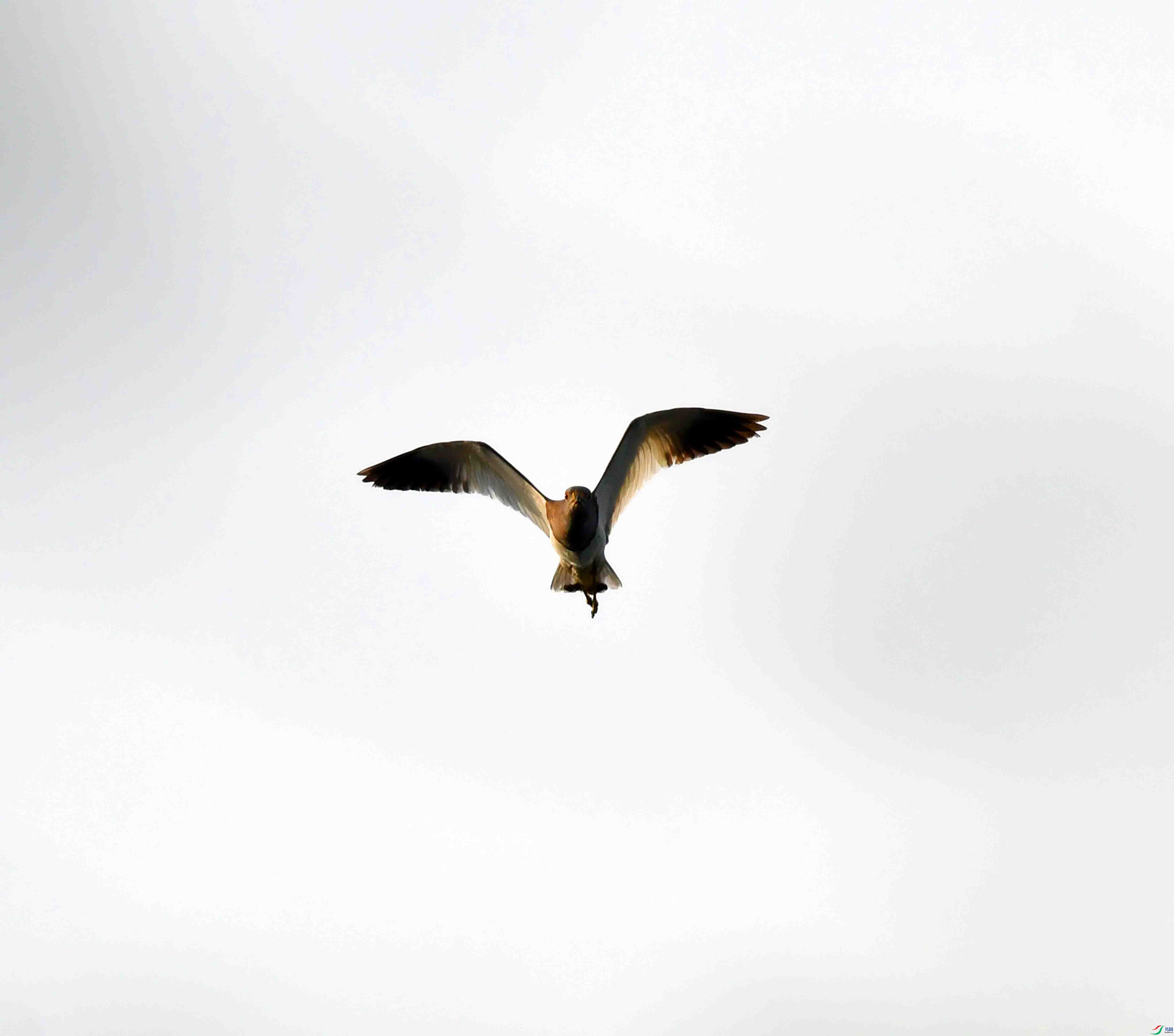 DSC_1378.JPG