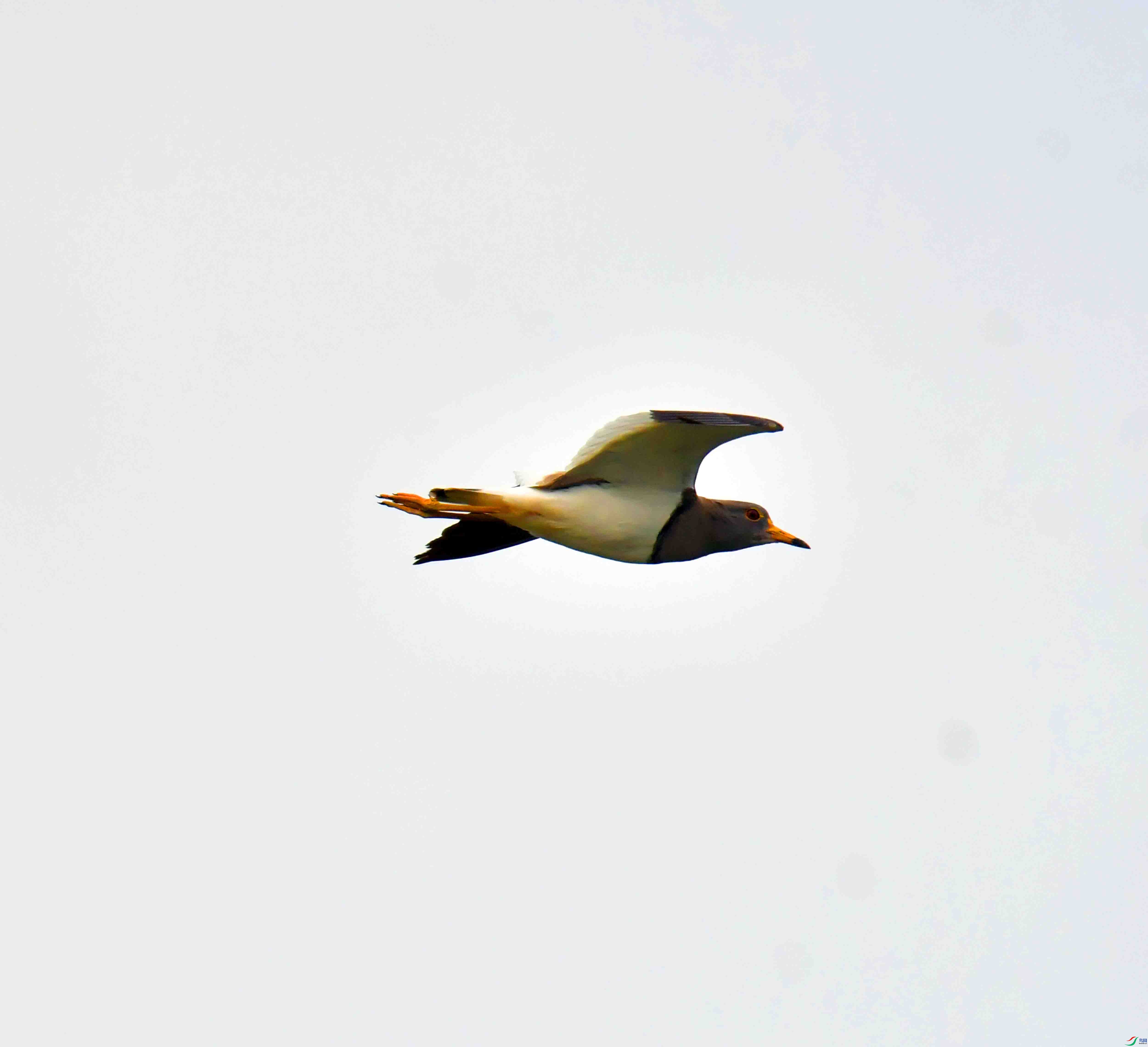 DSC_5582.JPG