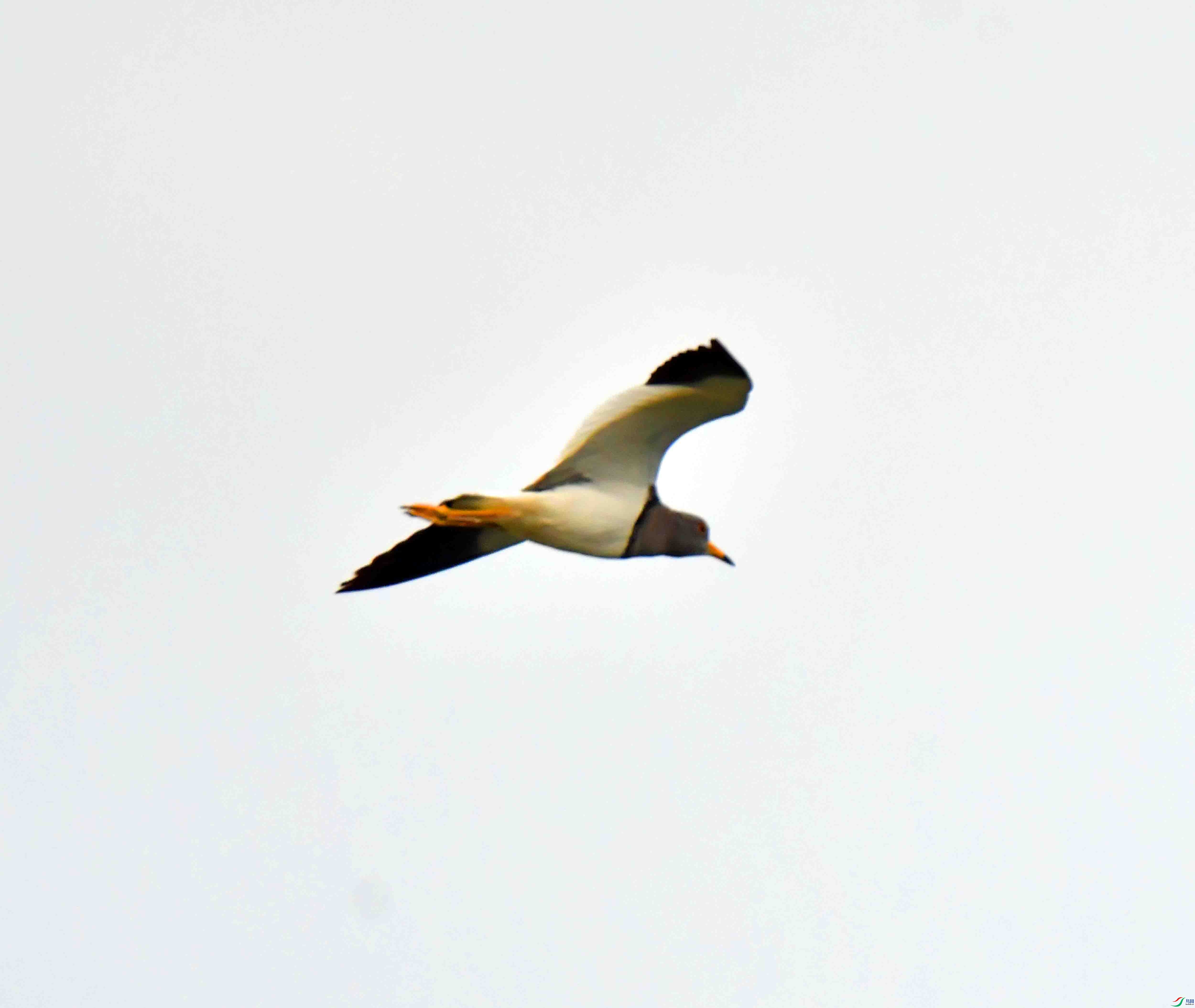 DSC_5585.JPG