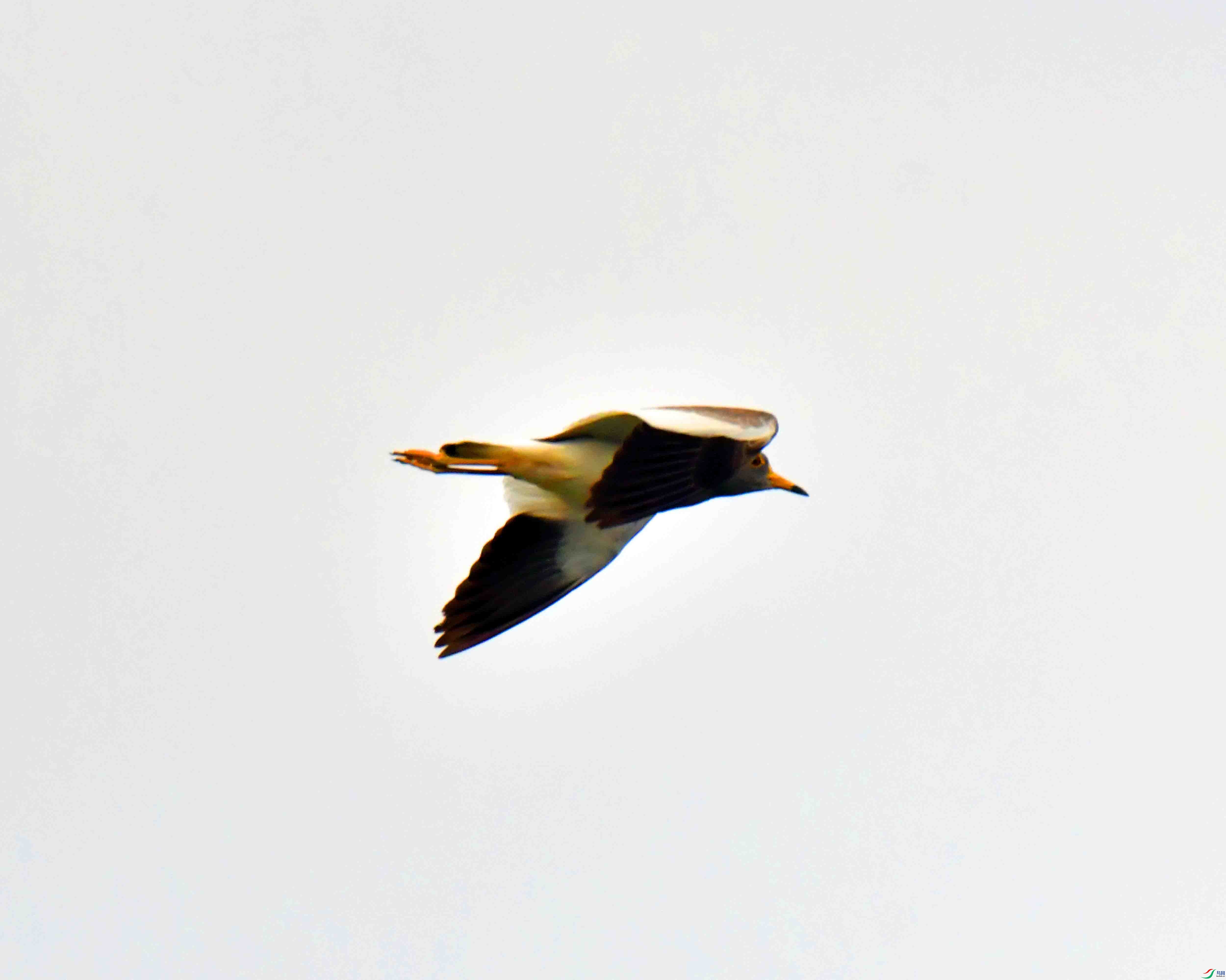 DSC_5583.JPG