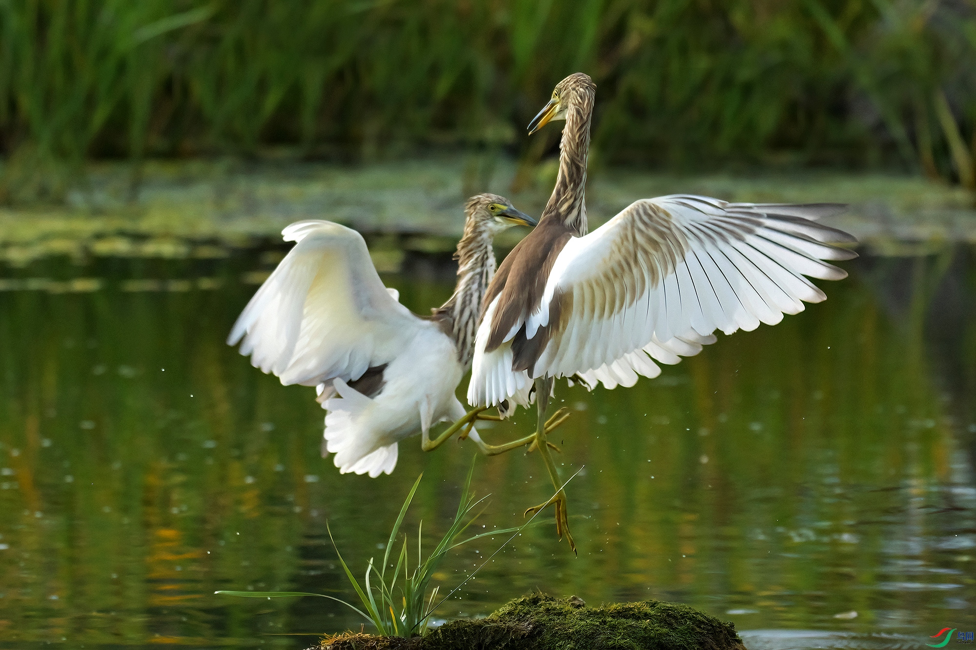 DSC_9714-V.jpg