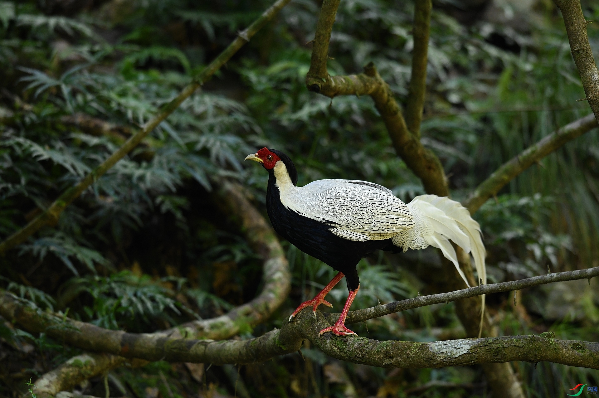 DSC_0117.jpg
