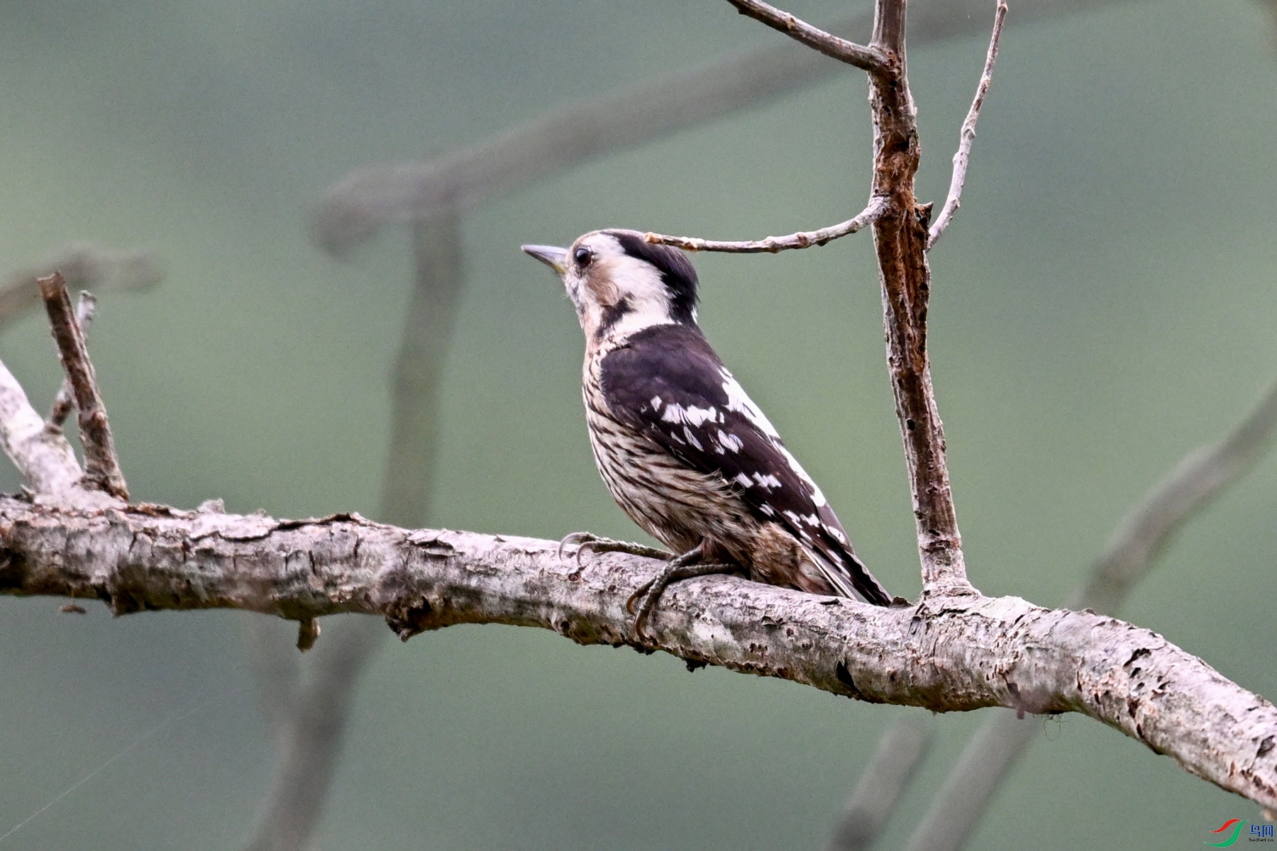 DSC_8376.JPG