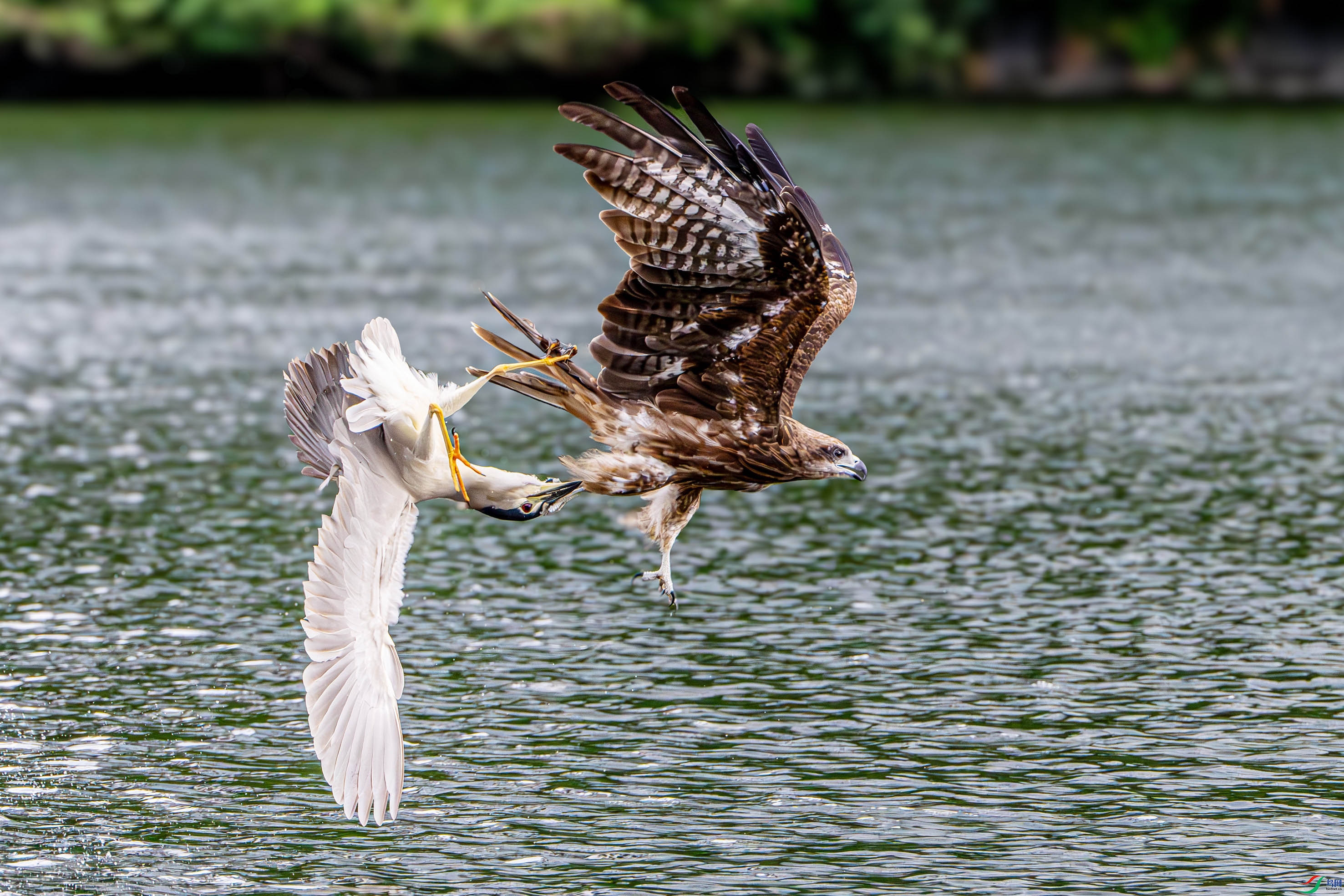 DSC_9068-����ǿ-NR ����02.jpg