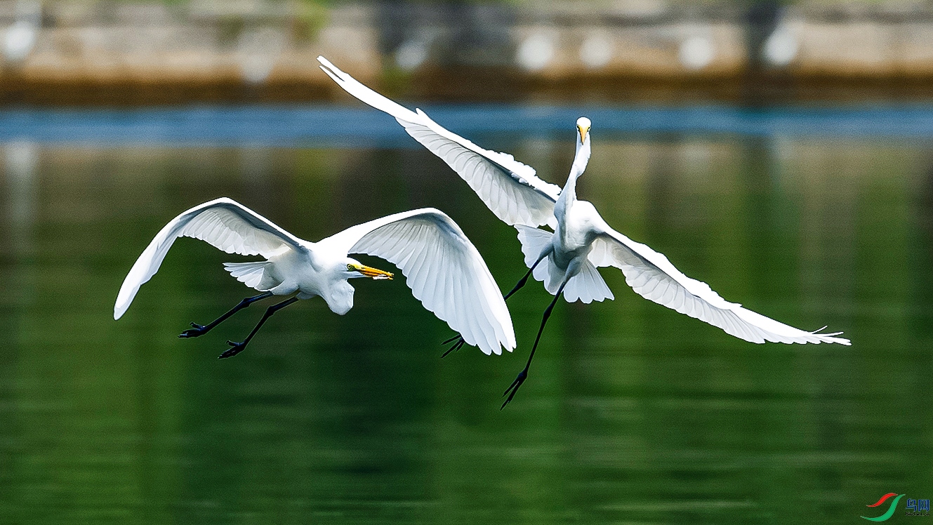 DSC_1204---.jpg