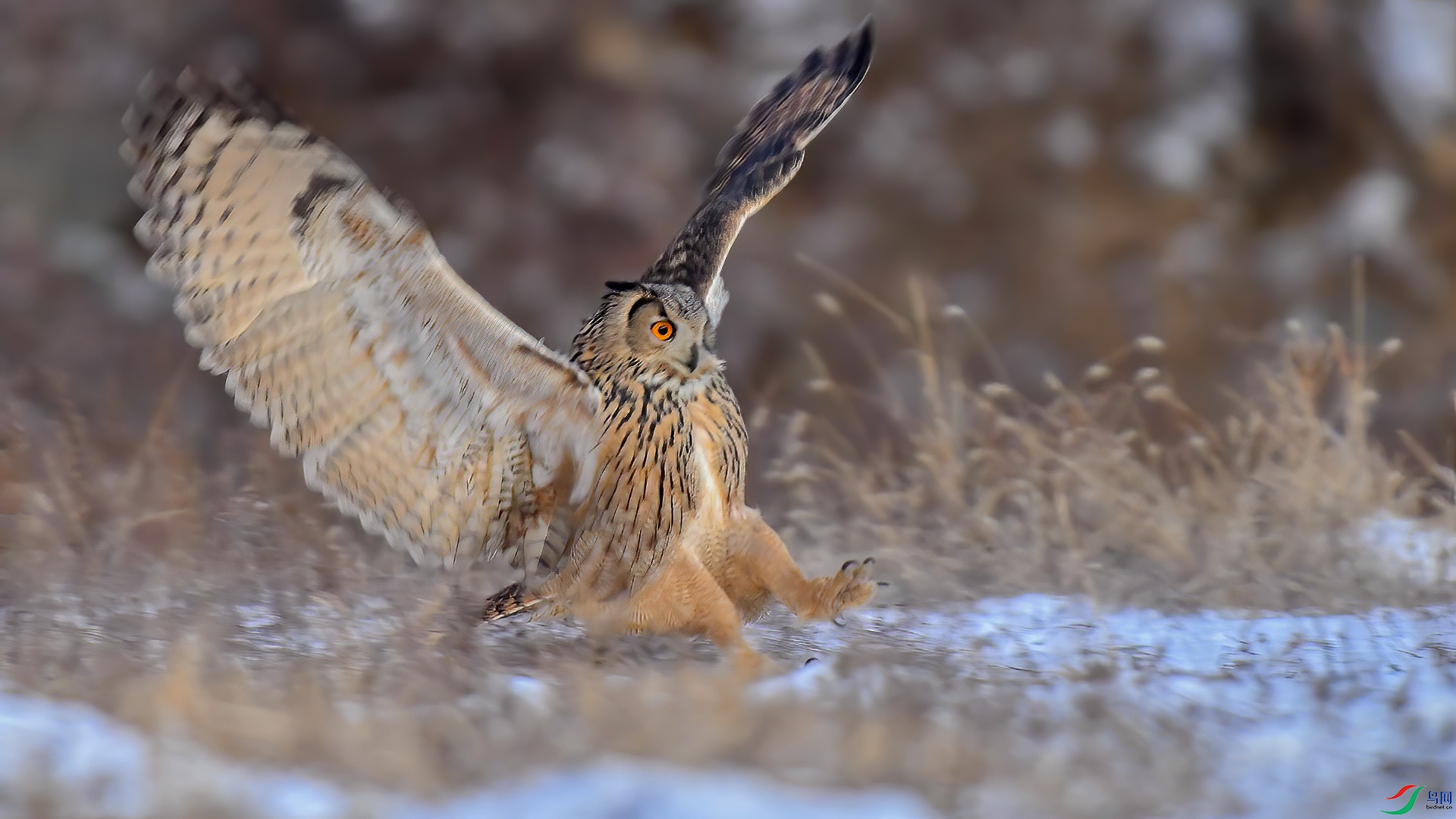 DSC_966m0.jpg