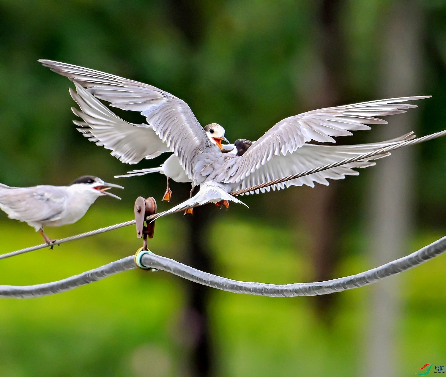 DSC_1487---_conew1.jpg