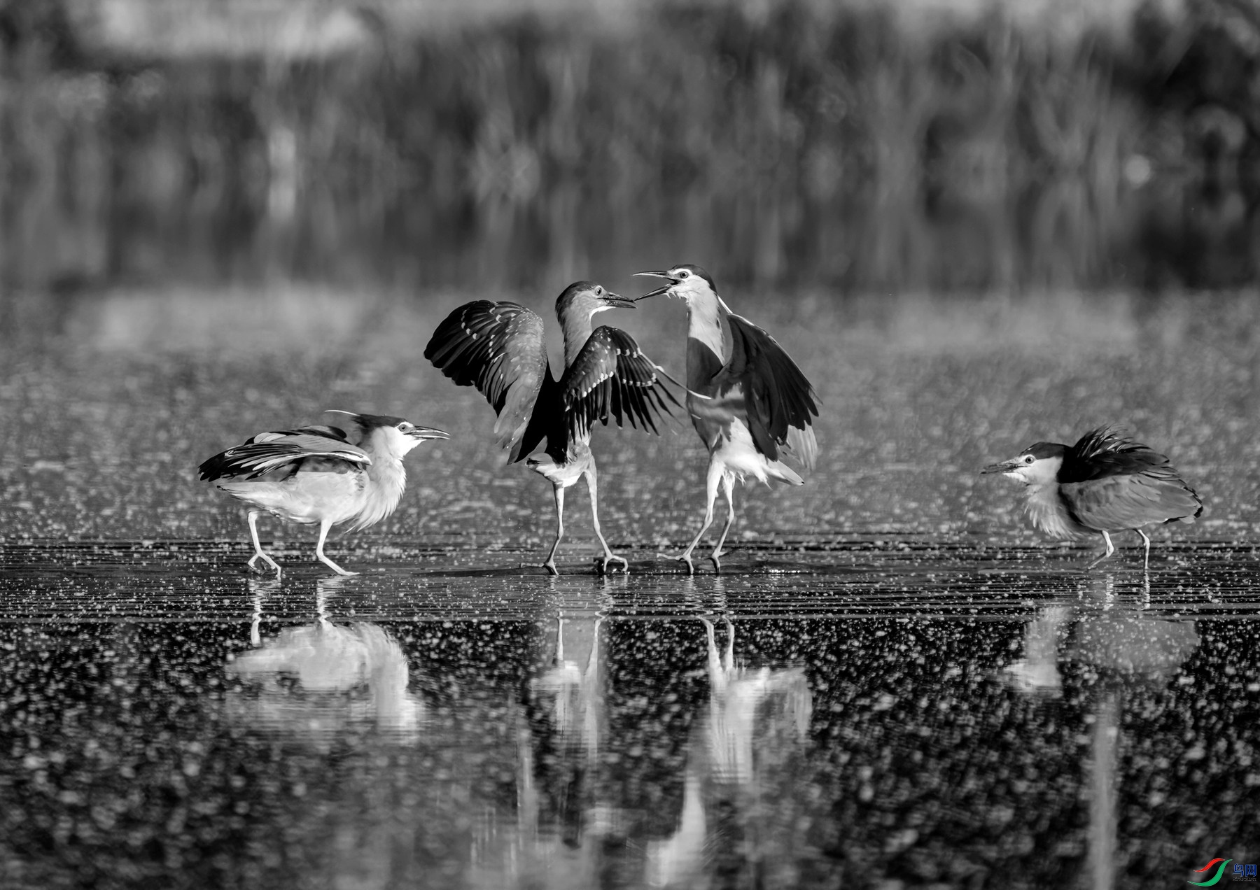 DSC07334 ����_����.jpg