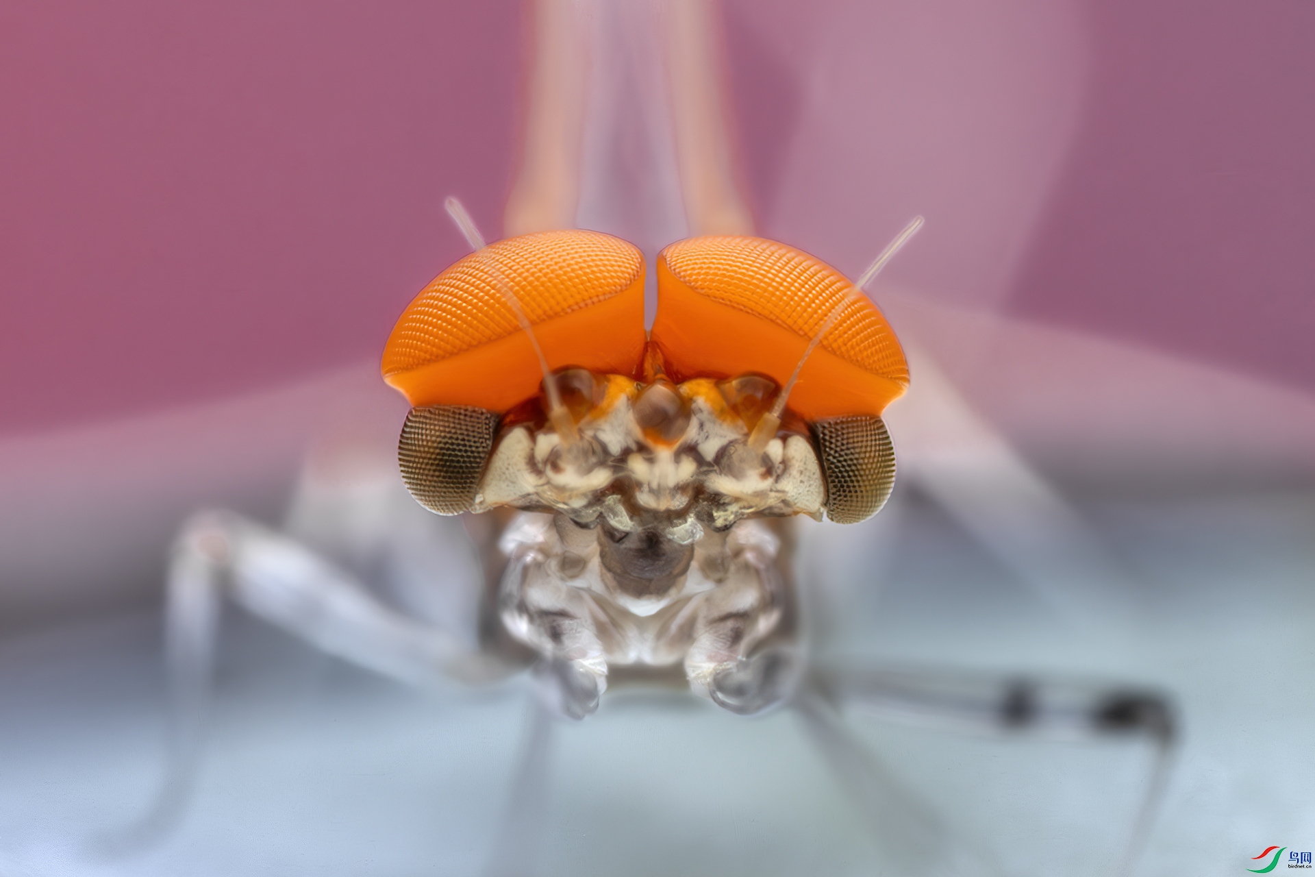 _46A6907.jpg