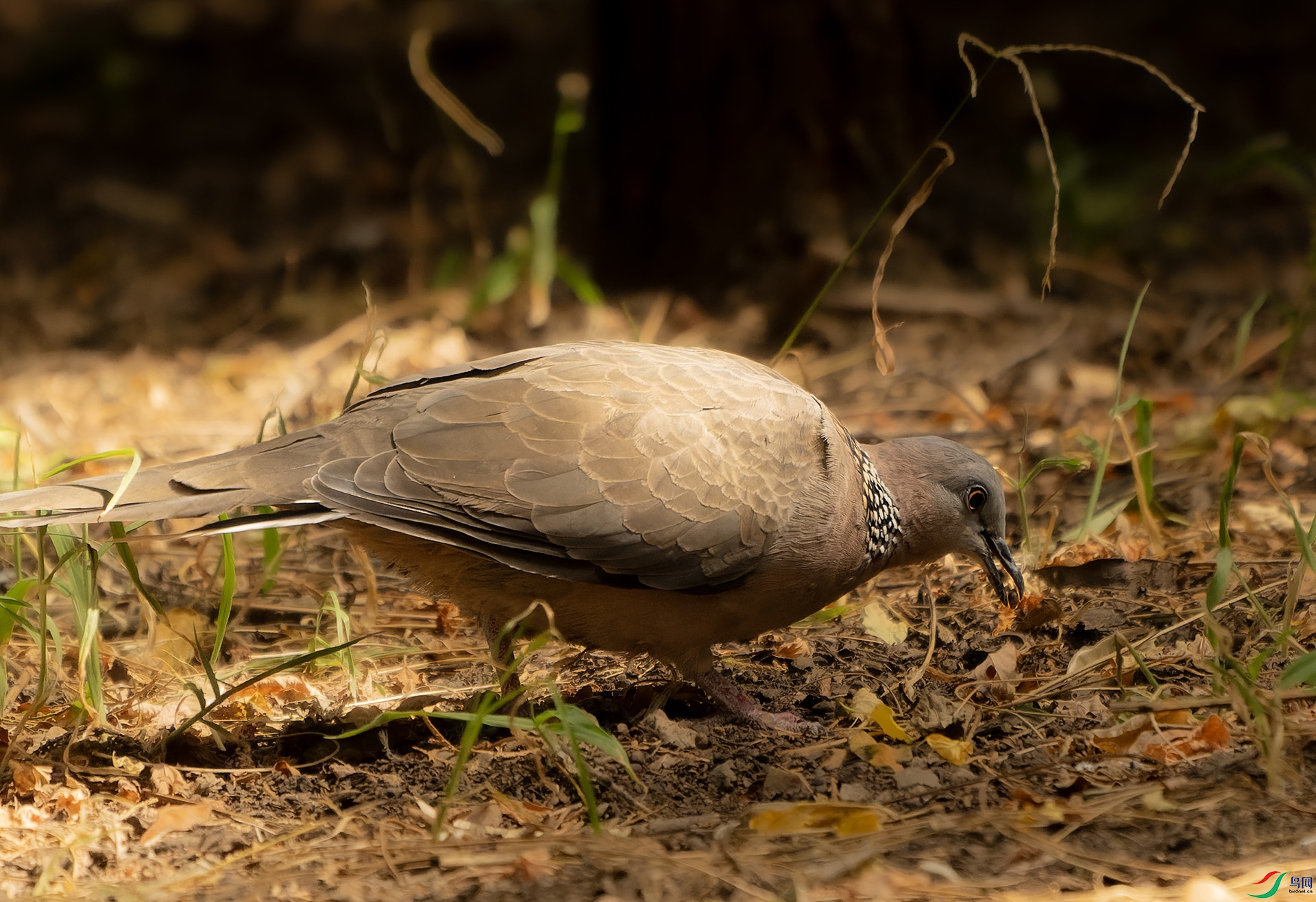 DSC03533-ARW_DxO_DeepPRIME.jpg