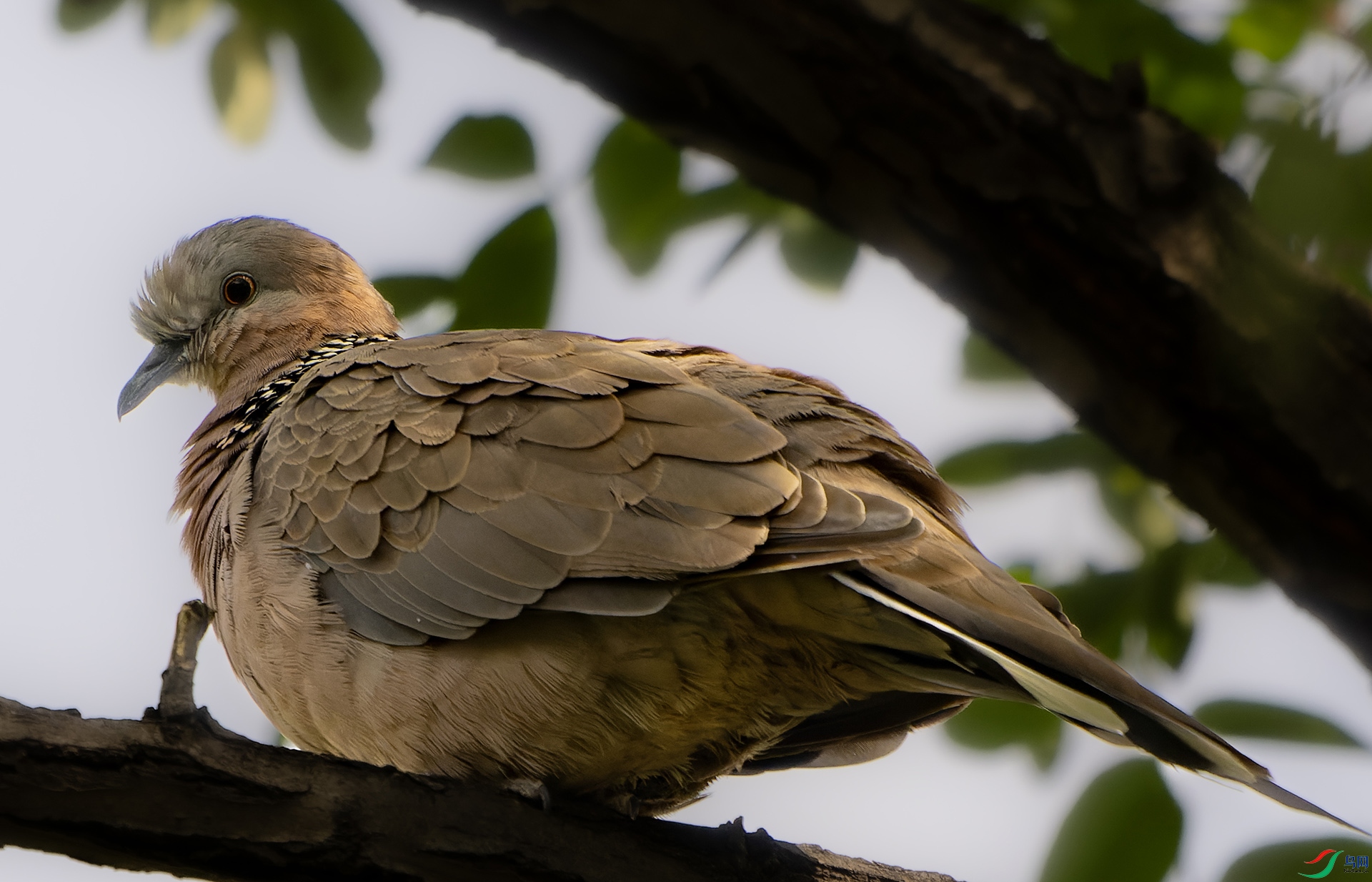 DSC04102-ARW_DxO_DeepPRIME.jpg