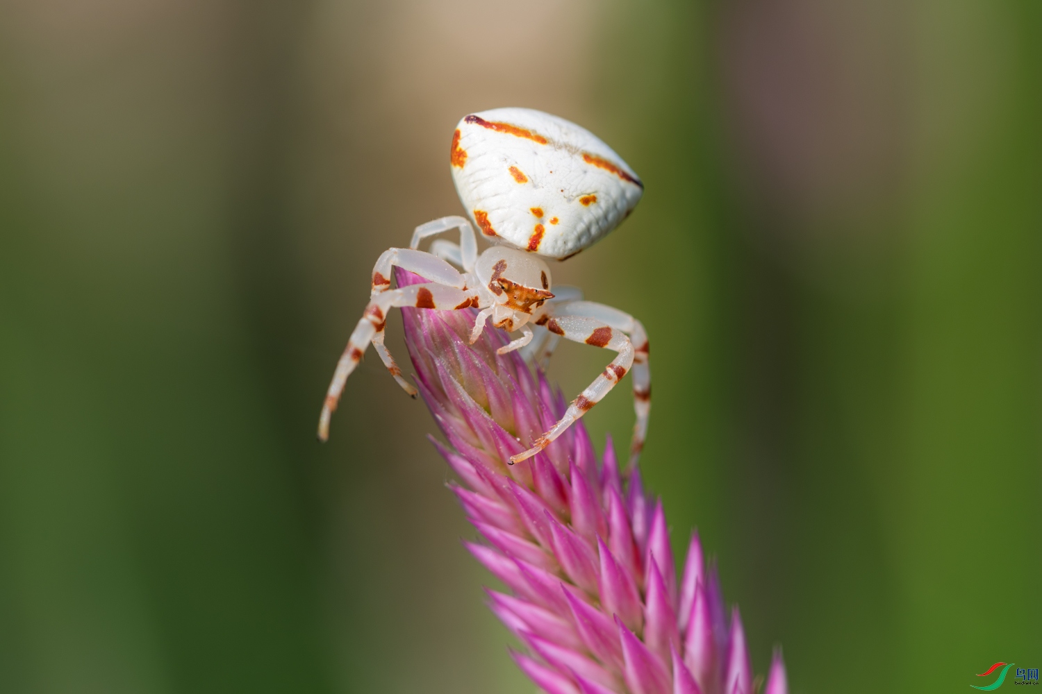 DSC_5217_1.JPG